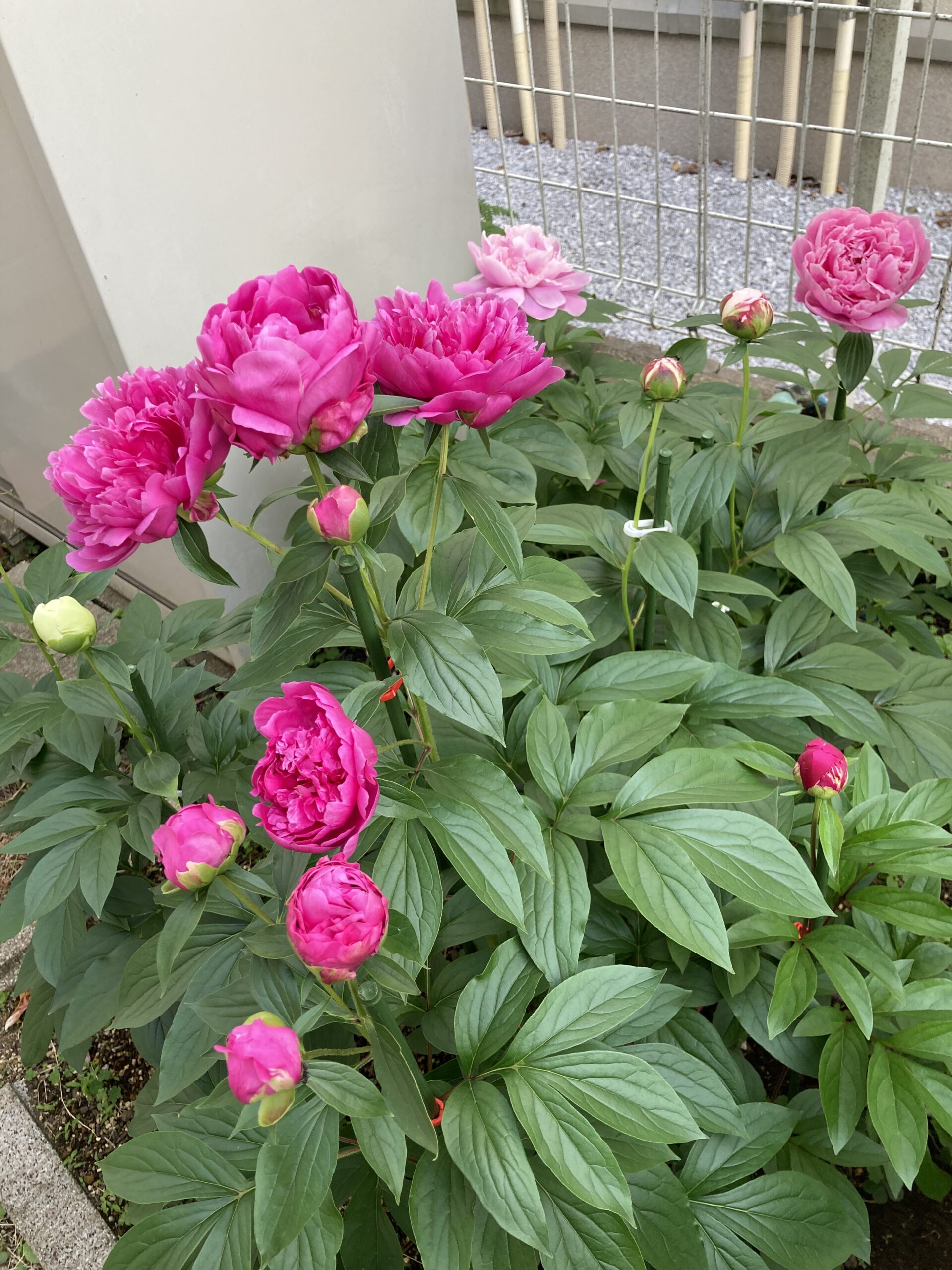 手前の花の群落が夕映。右隣がサラベルナールの蕾2個。右端手前の真っ赤な蕾がモーボクエン。右奥に今回のアレックスフレミング。その左に春の粧の最後の1輪。3種類のピンク色の違いに注目。2025.5.13撮影