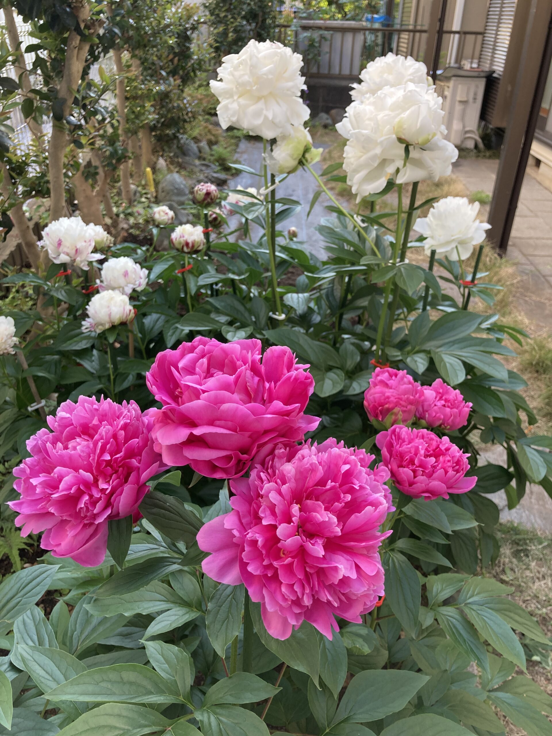 夕映の向こうの白い花は右側がわずかに残っているラテンドール。左側は満開を迎えた麒麟丸だ。2025.5.14撮影