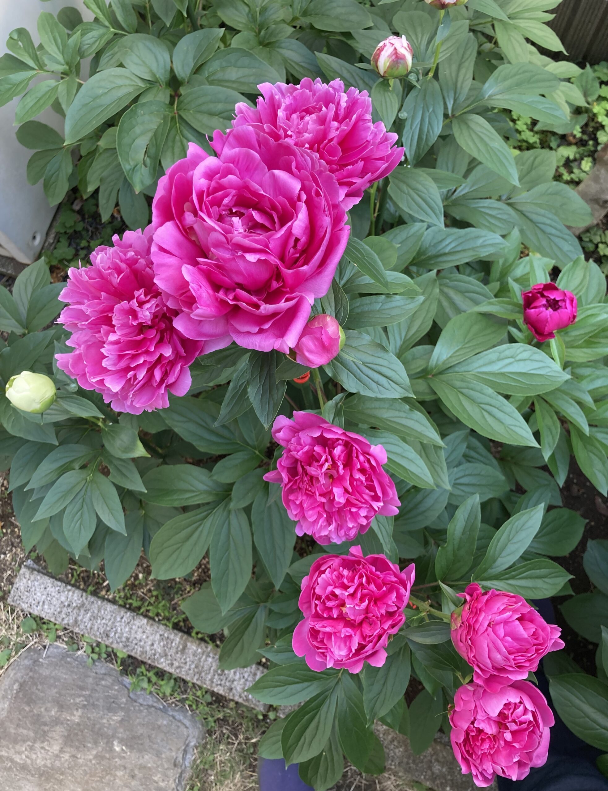 この真上から撮影した写真でも8つの全ての花が確認できる。右端の赤い蕾はモーボクエン。奥の白い蕾はサラベルナール。手前左の白い蕾はかぐや姫。2025.5.14撮影
