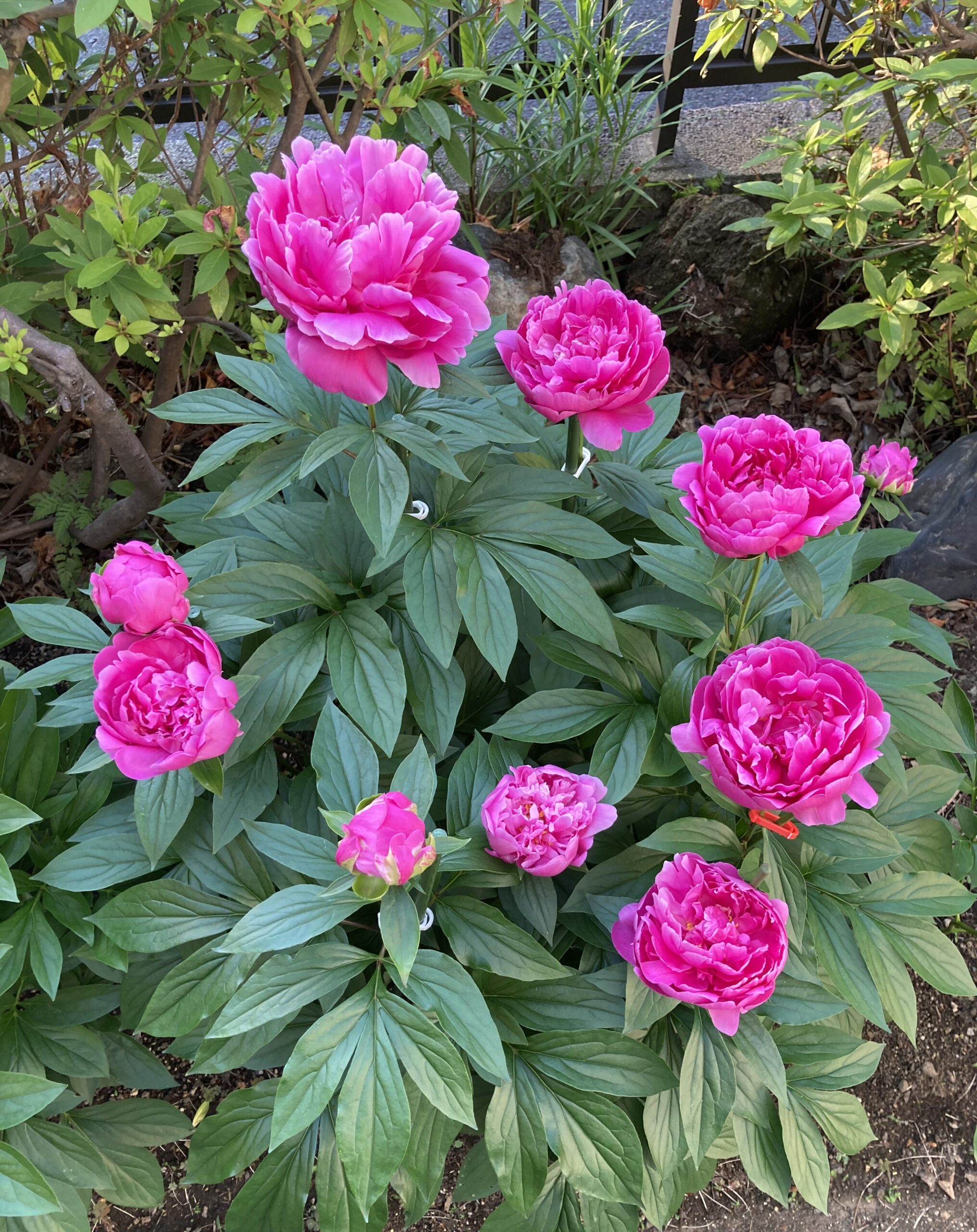 小さな咲きかけの蕾を含め、全10個の花の全てが写っている貴重な写真。それぞれ一本の茎の頭に花がある。2025.5.14撮影