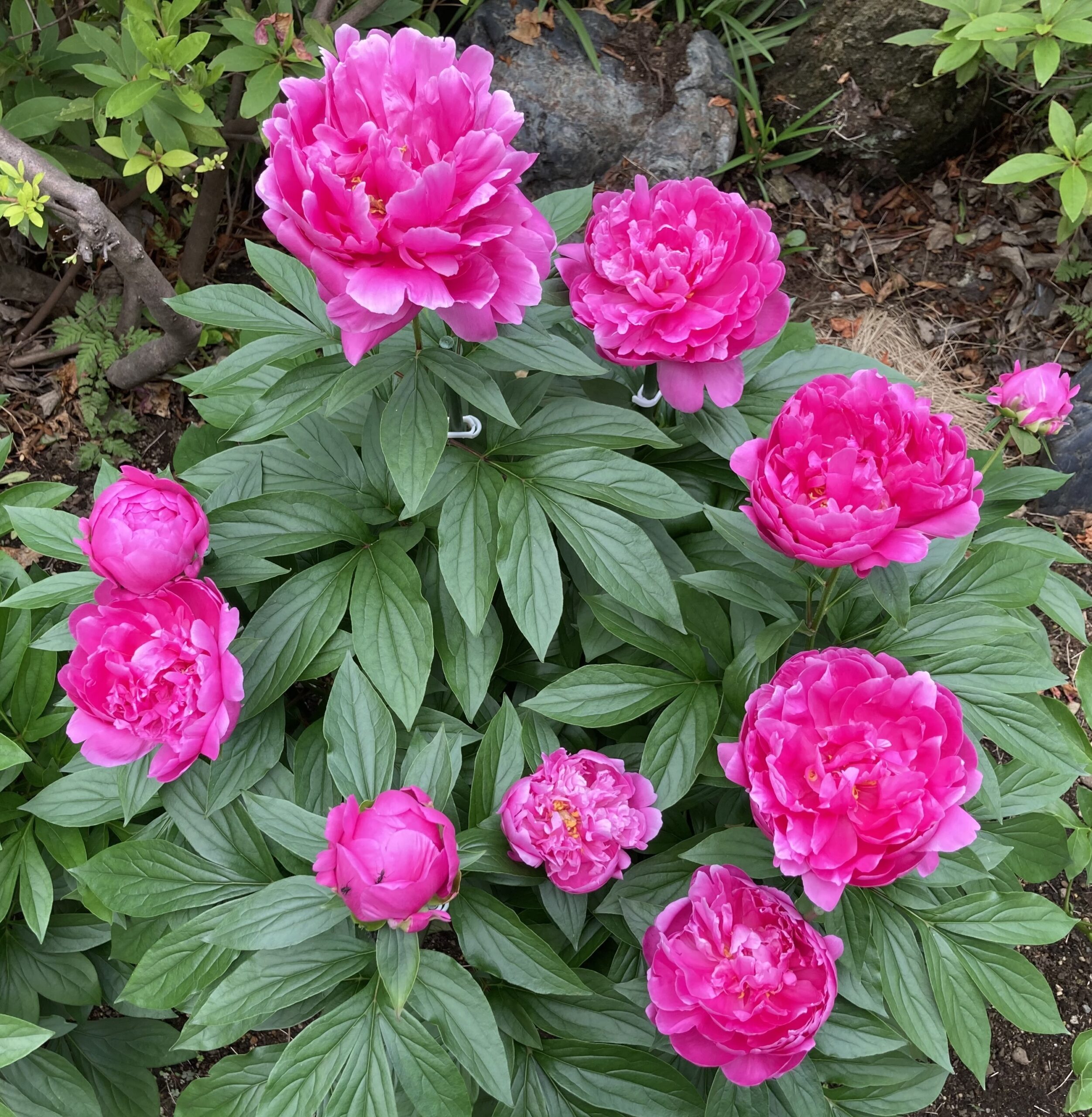 そのズームアップ。きれいに10個の花が並んでいる。撮影は翌日だった。2025.5.15撮影