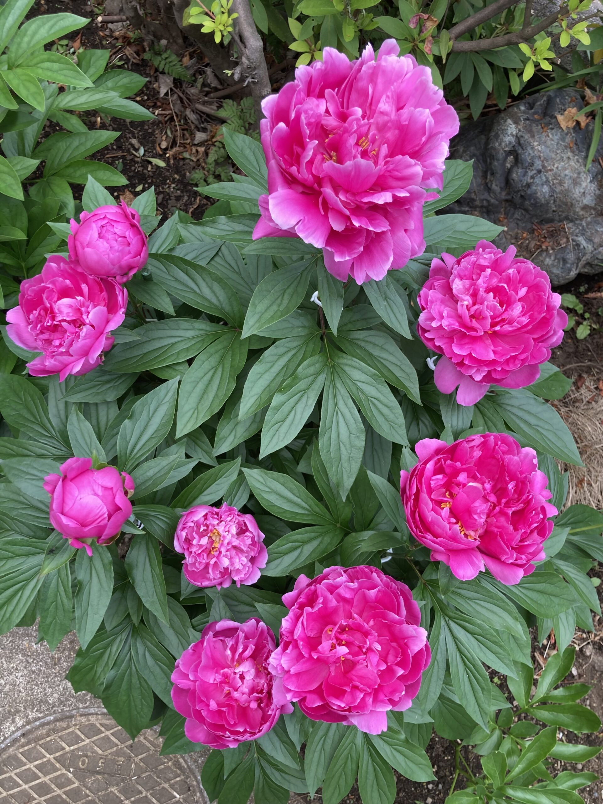 ほぼ真上からの写真で、蕾1個を除いて全ての花が見える。美しい。2025.5.15撮影