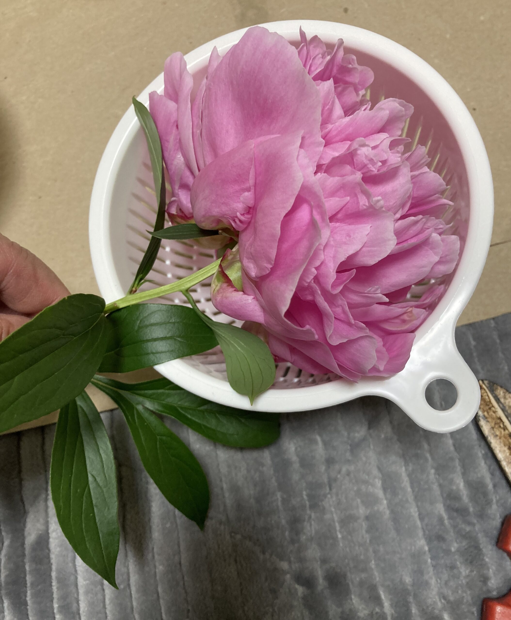 水切りザルに花を収める。