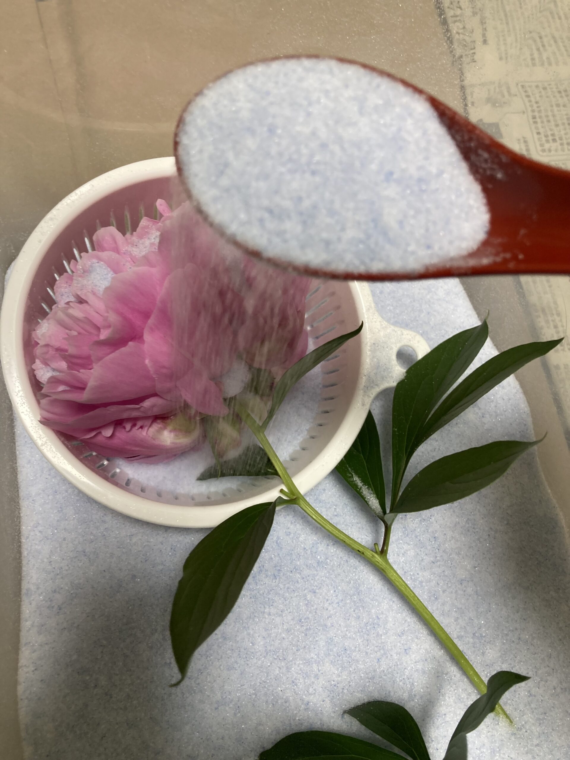 シャクヤクの花にシリカゲルを上から優しくかけていく。