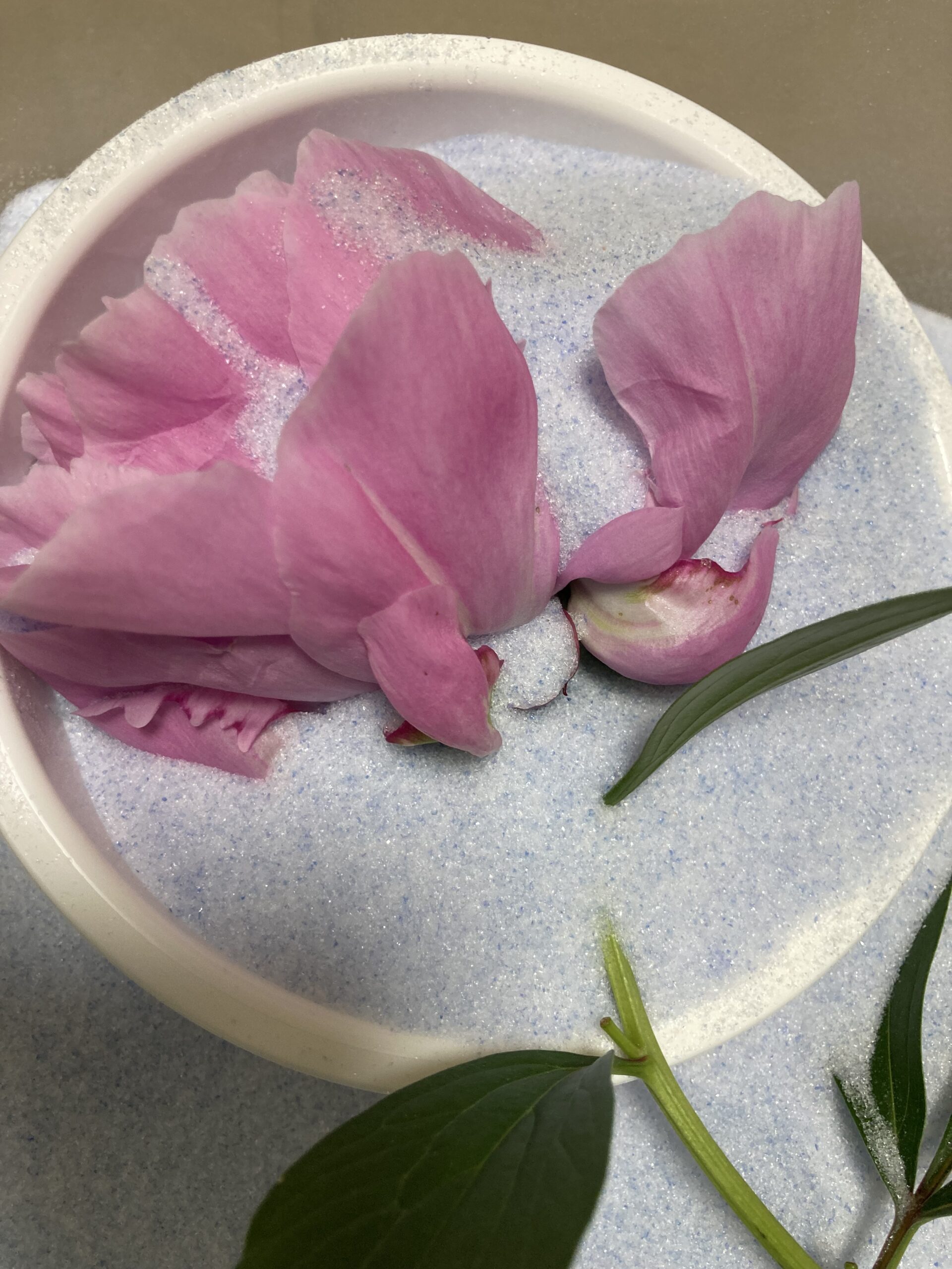 こんな風にシャクヤクの花がシリカゲルに埋もれていく。