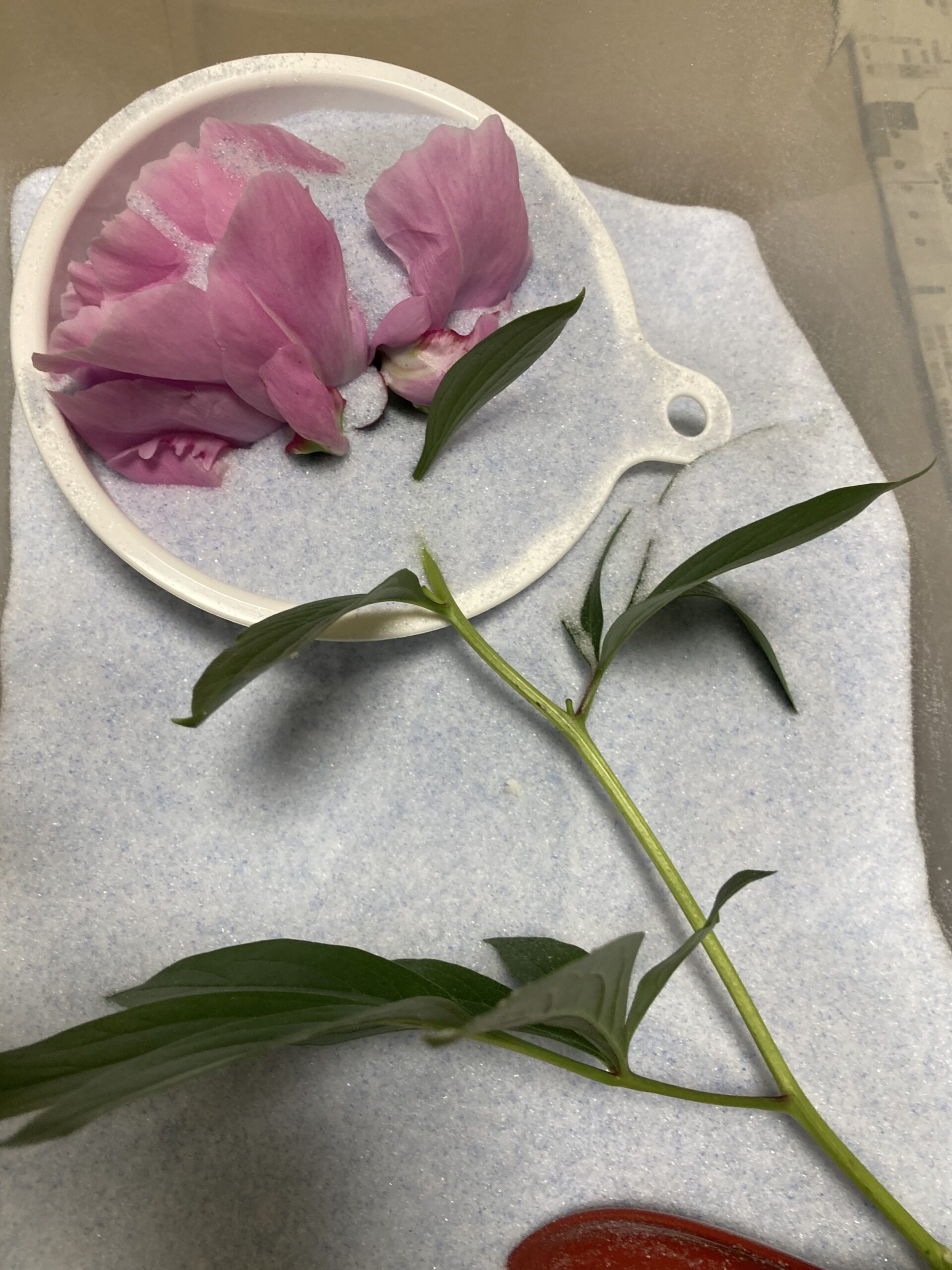 この後、茎にも葉っぱにも注ぎ込んで、全てを漬け込んでしまう。