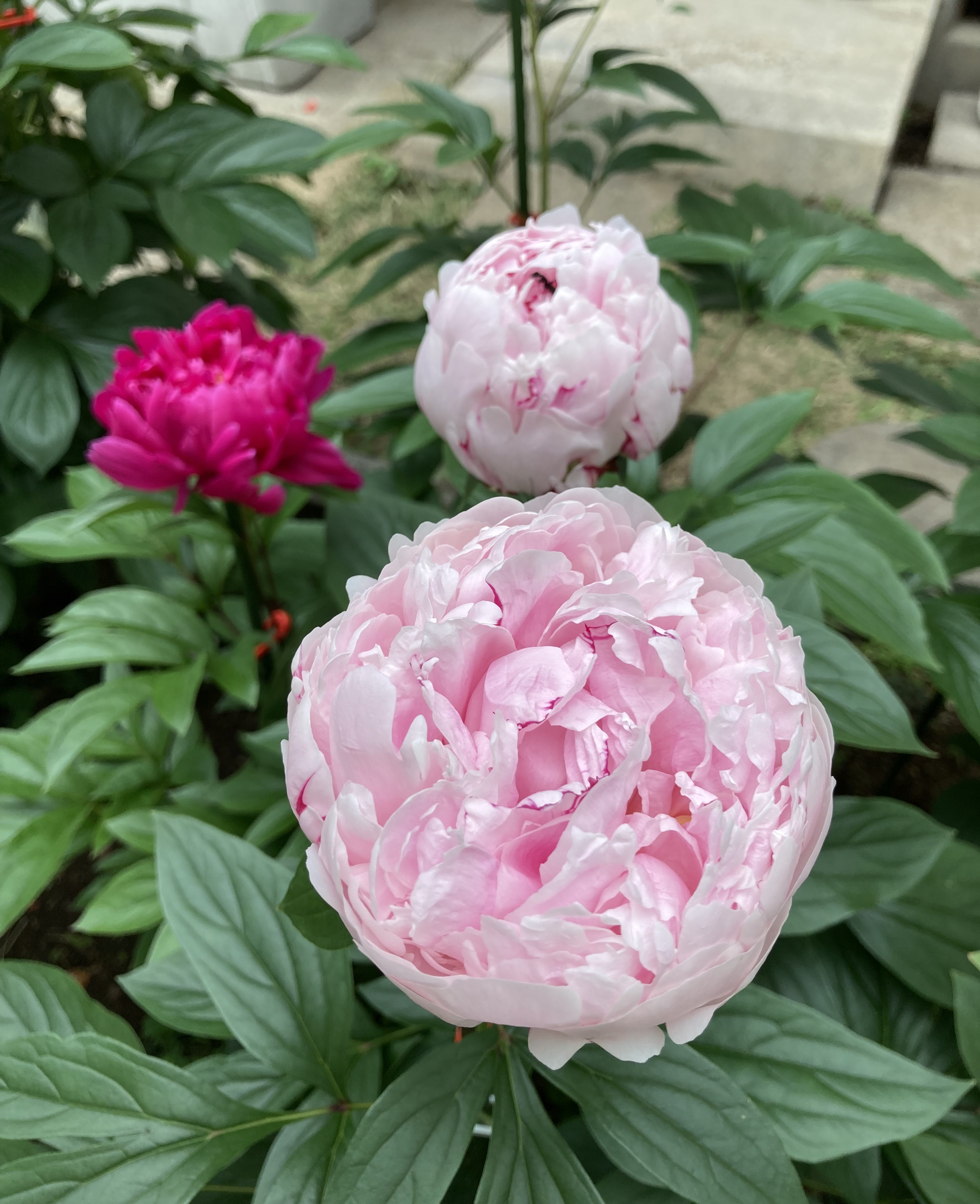 開花速報】サラベルナールも遂に開花！何とも美しい高貴な花に心が