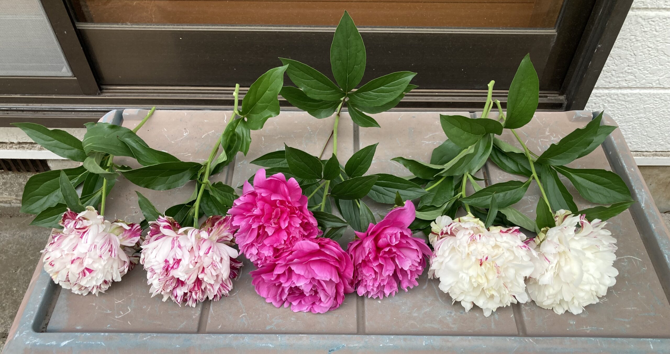 夕映は例の1本の茎から3輪咲いた豪華な花。麒麟丸4輪。2025.5.16撮影