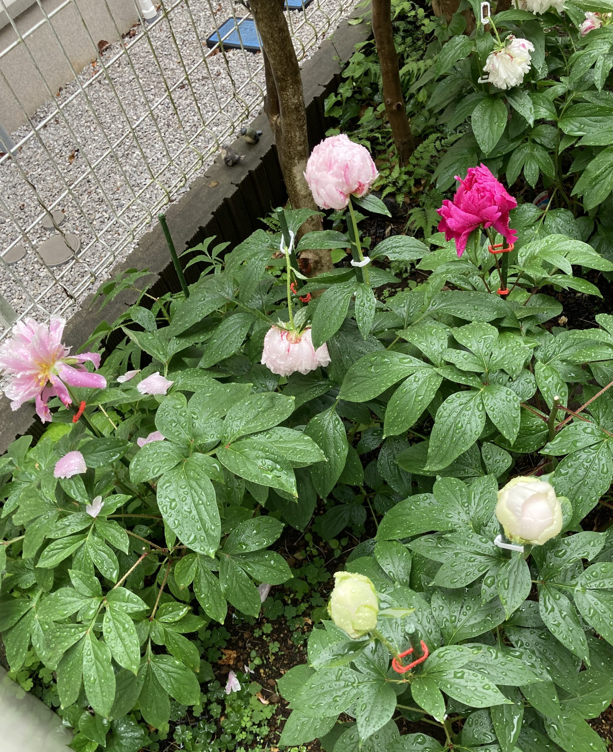 開花直後のサラベルナールが折れてしまった。衝撃的な1枚。2025.5.17撮影