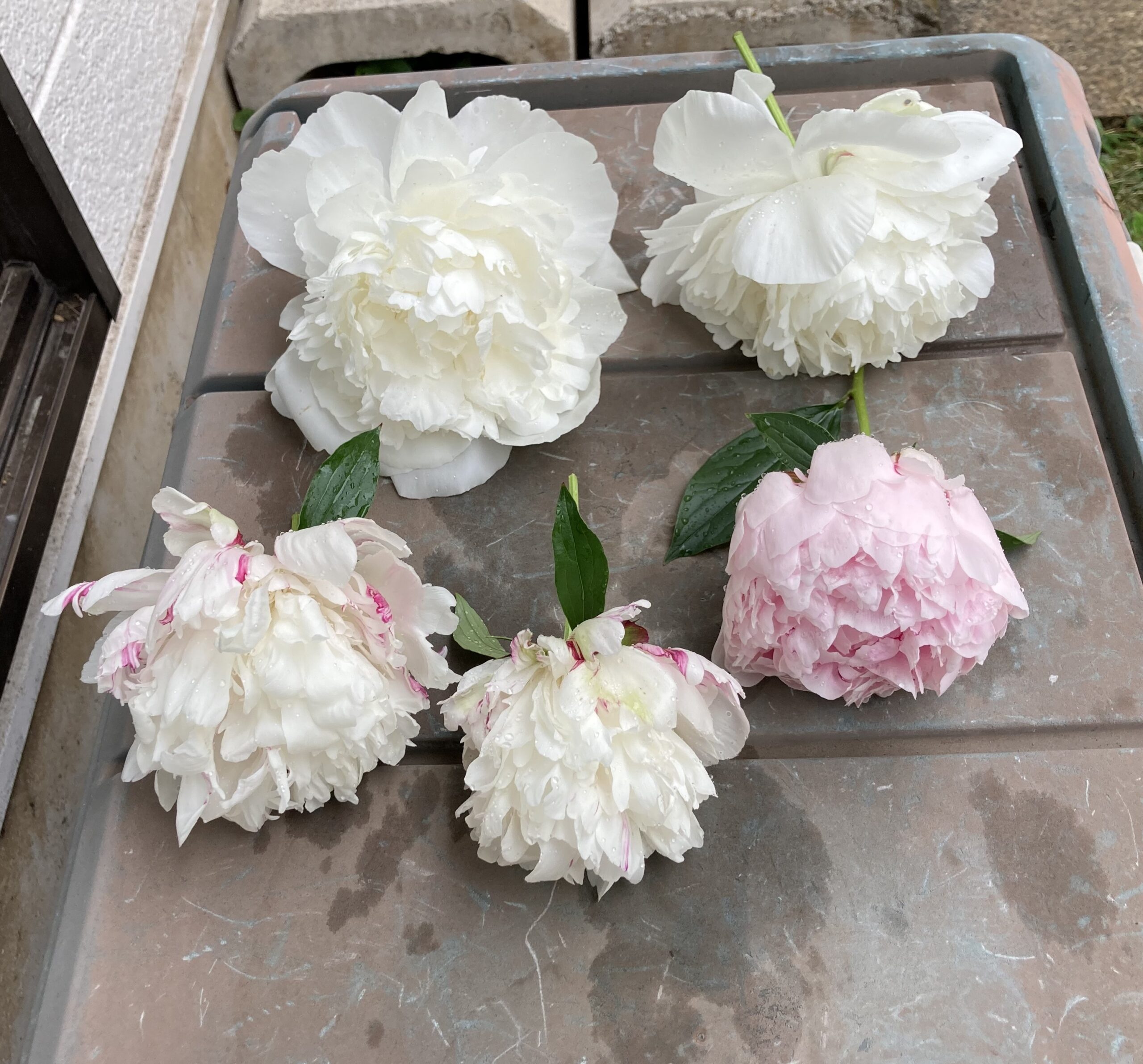 折れてしまった花々を剪定した。ラテンドール2輪、麒麟丸2輪、そしてサラベルナールだ。2025.5.17撮影