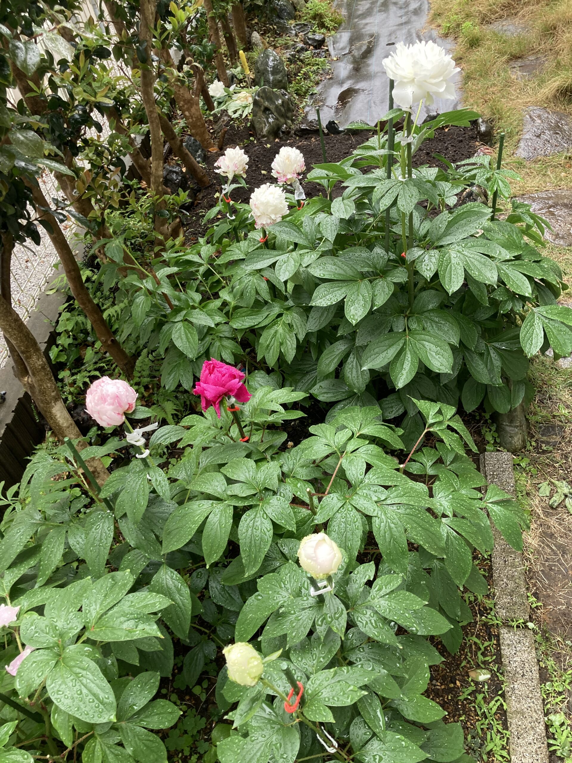 折れなかった花だけが写っている。2025.5.17撮影