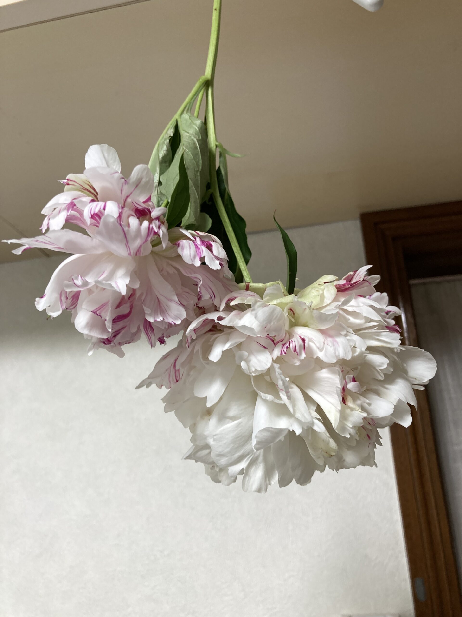 こちらは麒麟丸。1本の茎に2輪咲いている。ピンクの絞りは残念ながらあまり多くない。