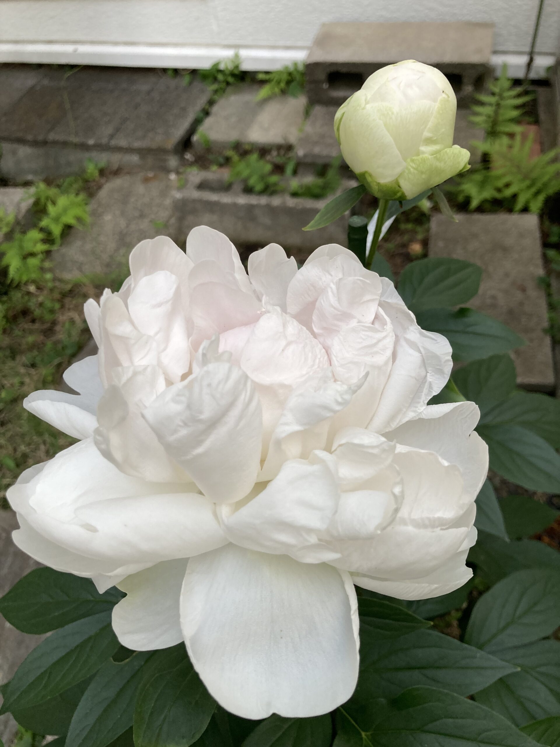 2025.5.20撮影