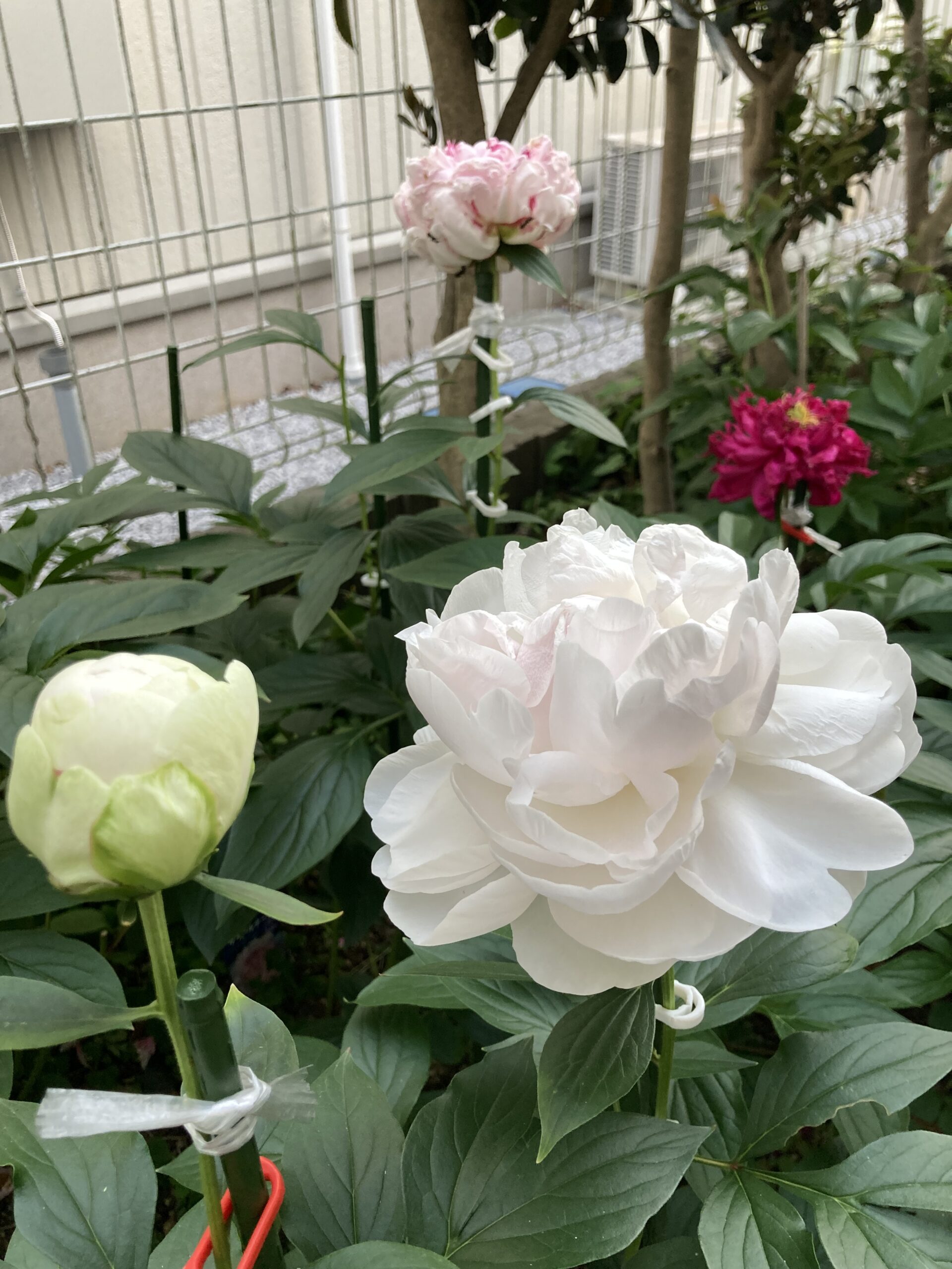 後に見えるのはサラベルナール。枯れかかっている赤い花はモーボクエン。2025.5.20撮影