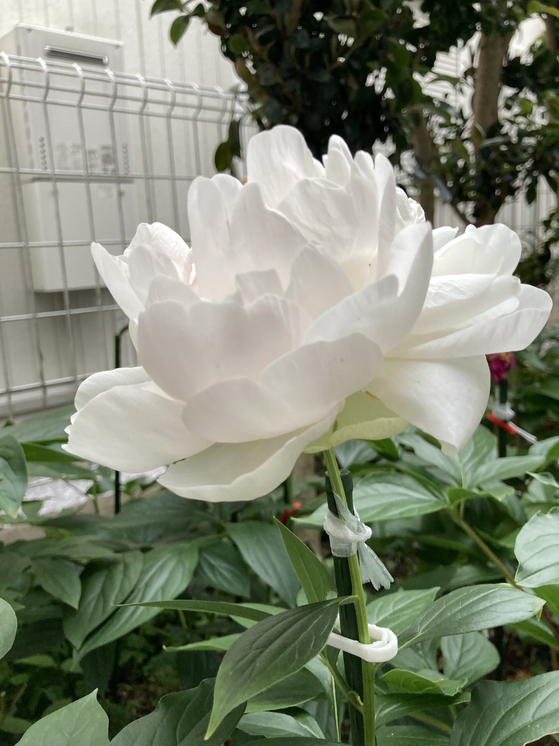 2025.5.21撮影