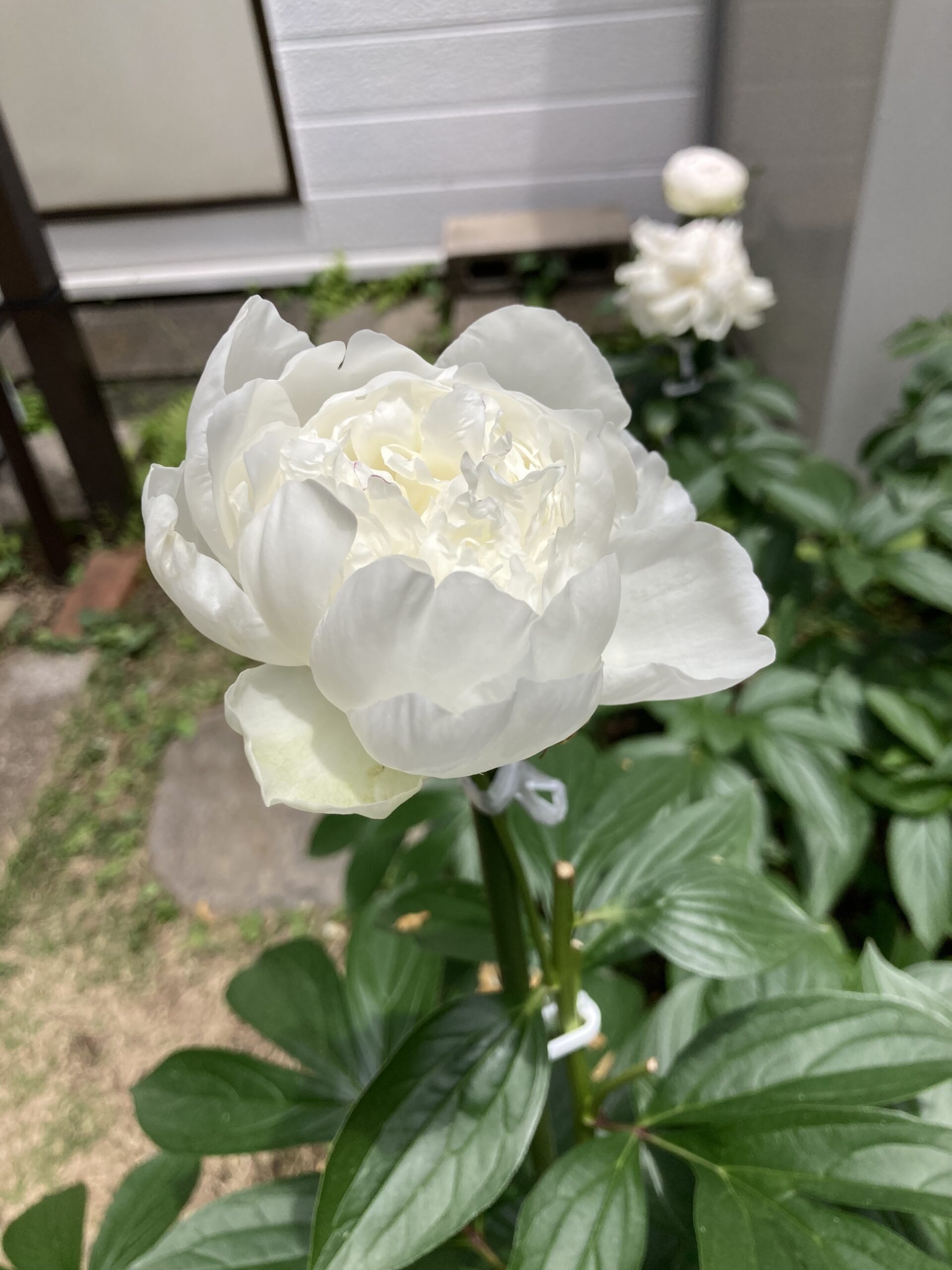 最後のラテンドール。小さな蕾が最後に咲いた。2025.5.23撮影
