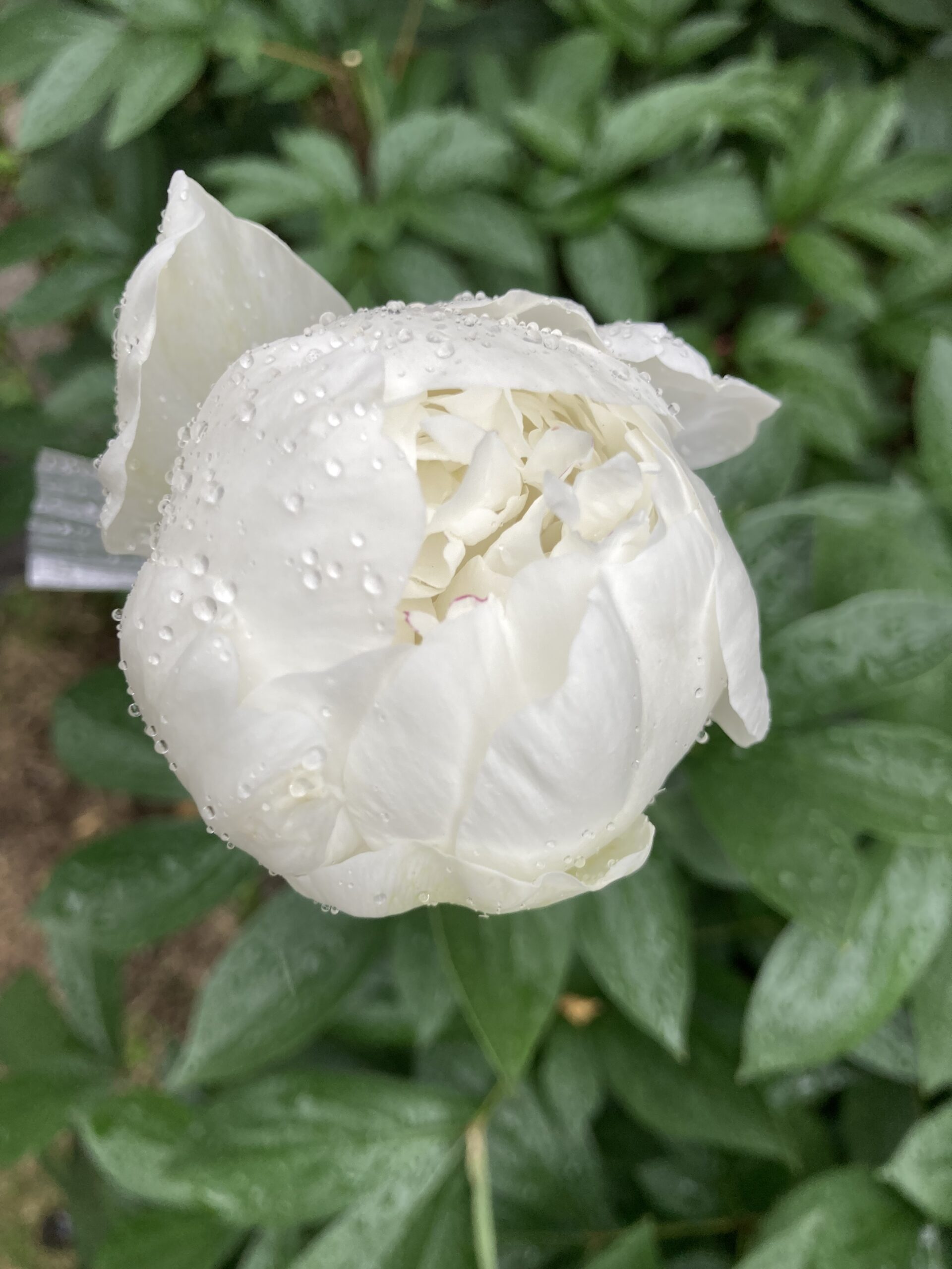 夕方の撮影。この時点でもう雨が降っていた。2025.5.24撮影