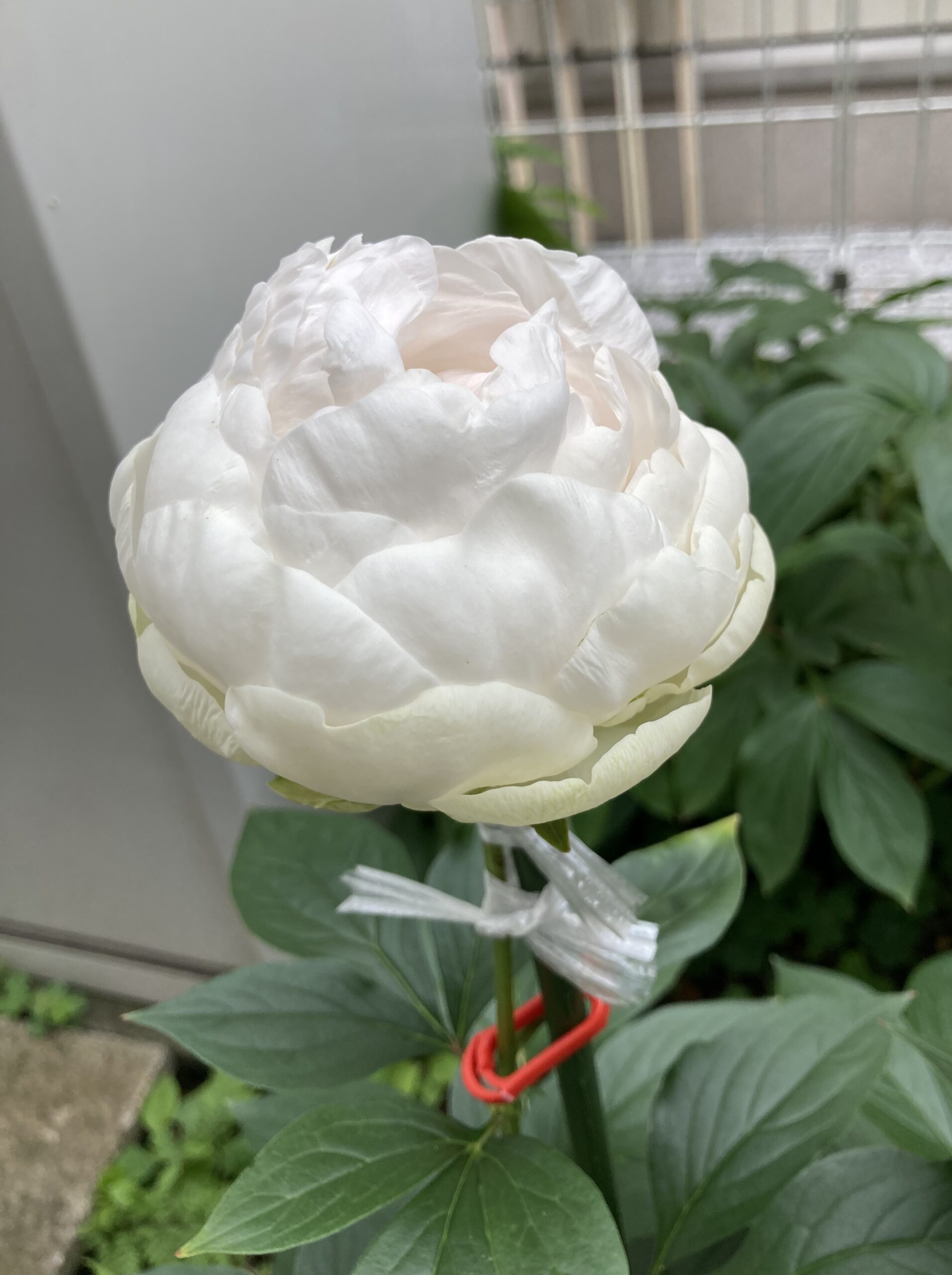 2025.5.26撮影