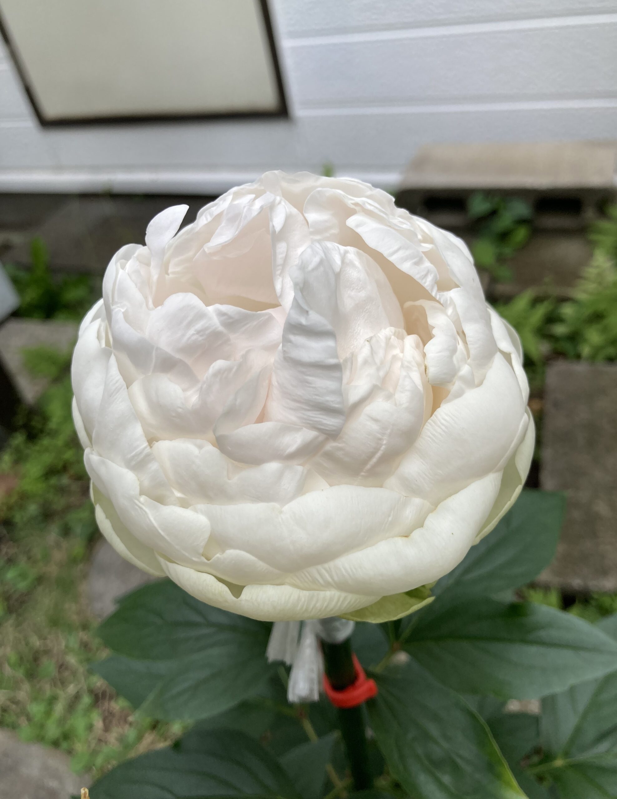 2025.5.26撮影