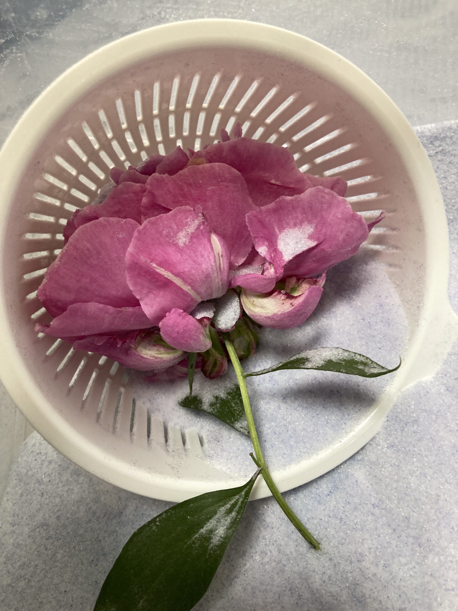 ザルの中からドライになったシャクヤクの花が姿を現した。