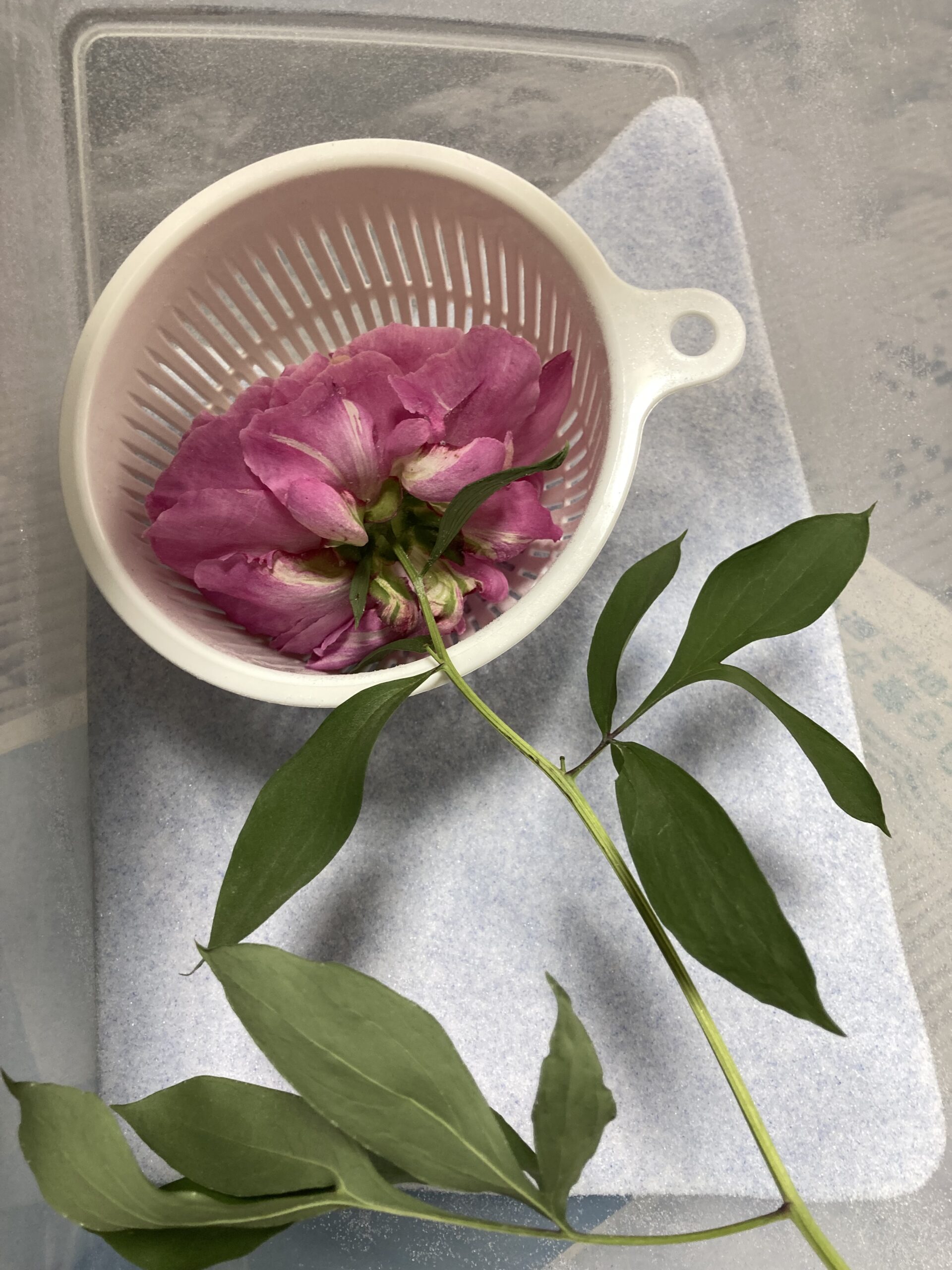 茎も葉っぱもまるで生花そのもの。完全にドライになっている。