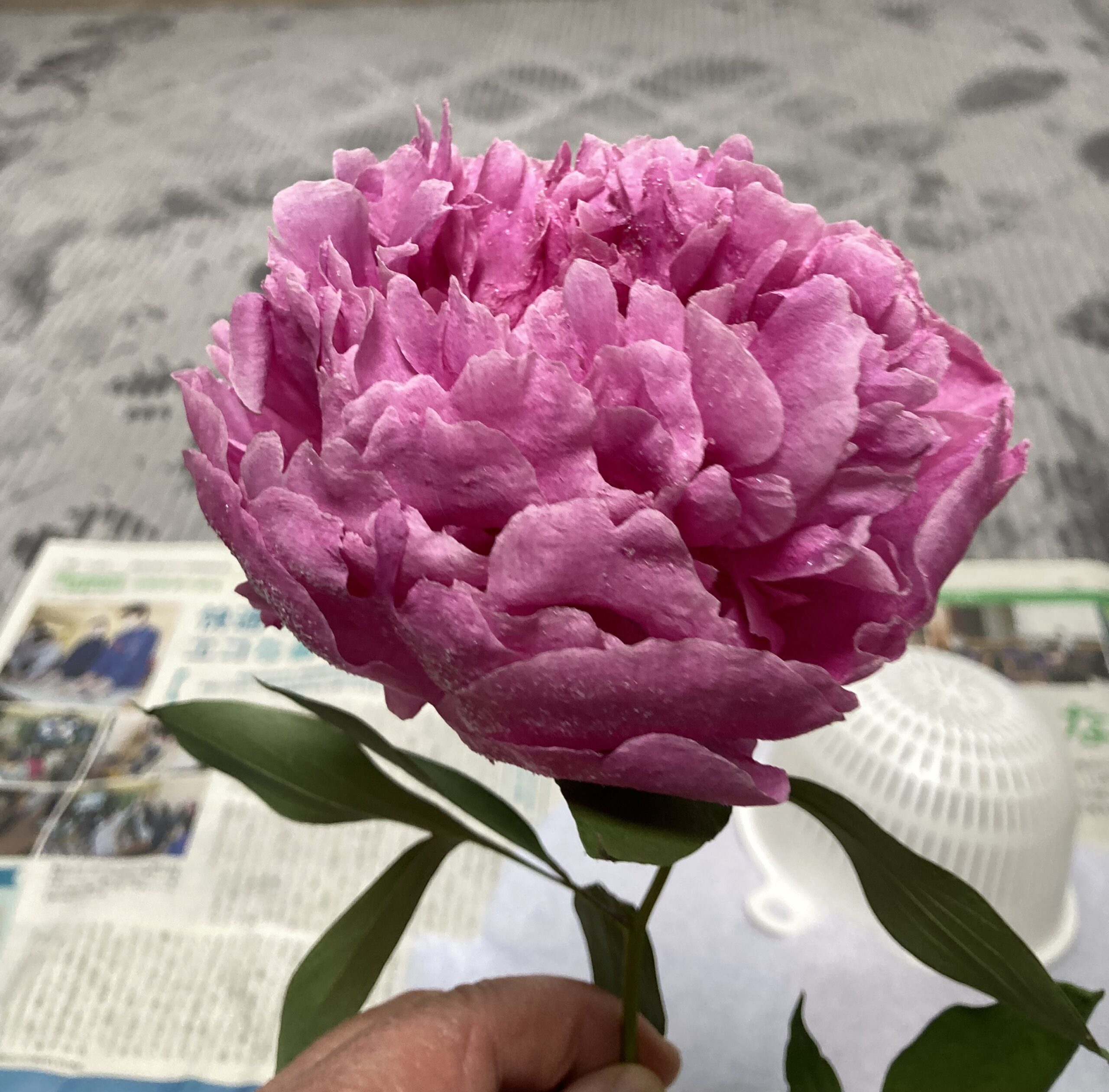 シリカゲルから姿を現したドライになったアレックスフレミングの花。