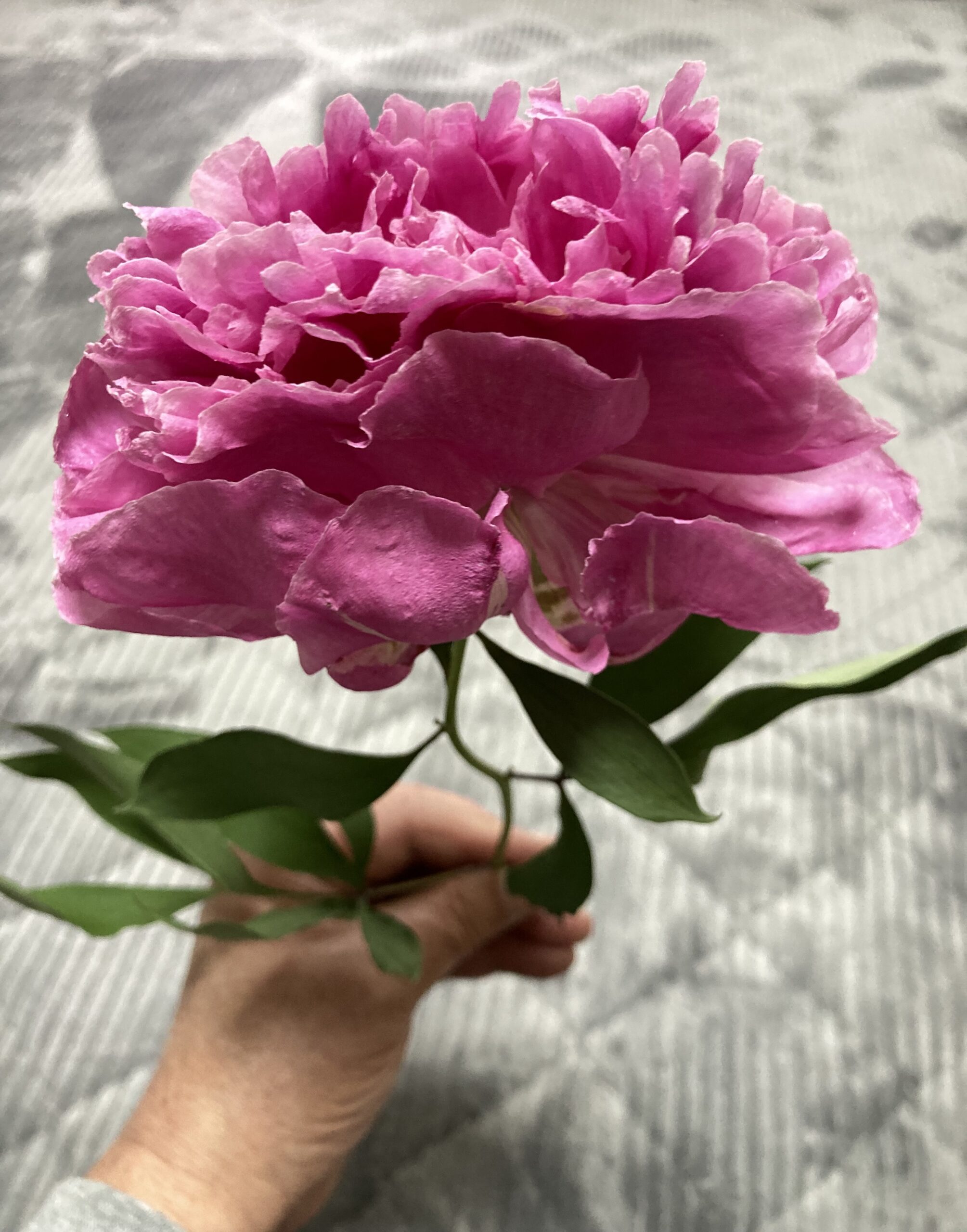 少し潰れているのが分かるだろう。