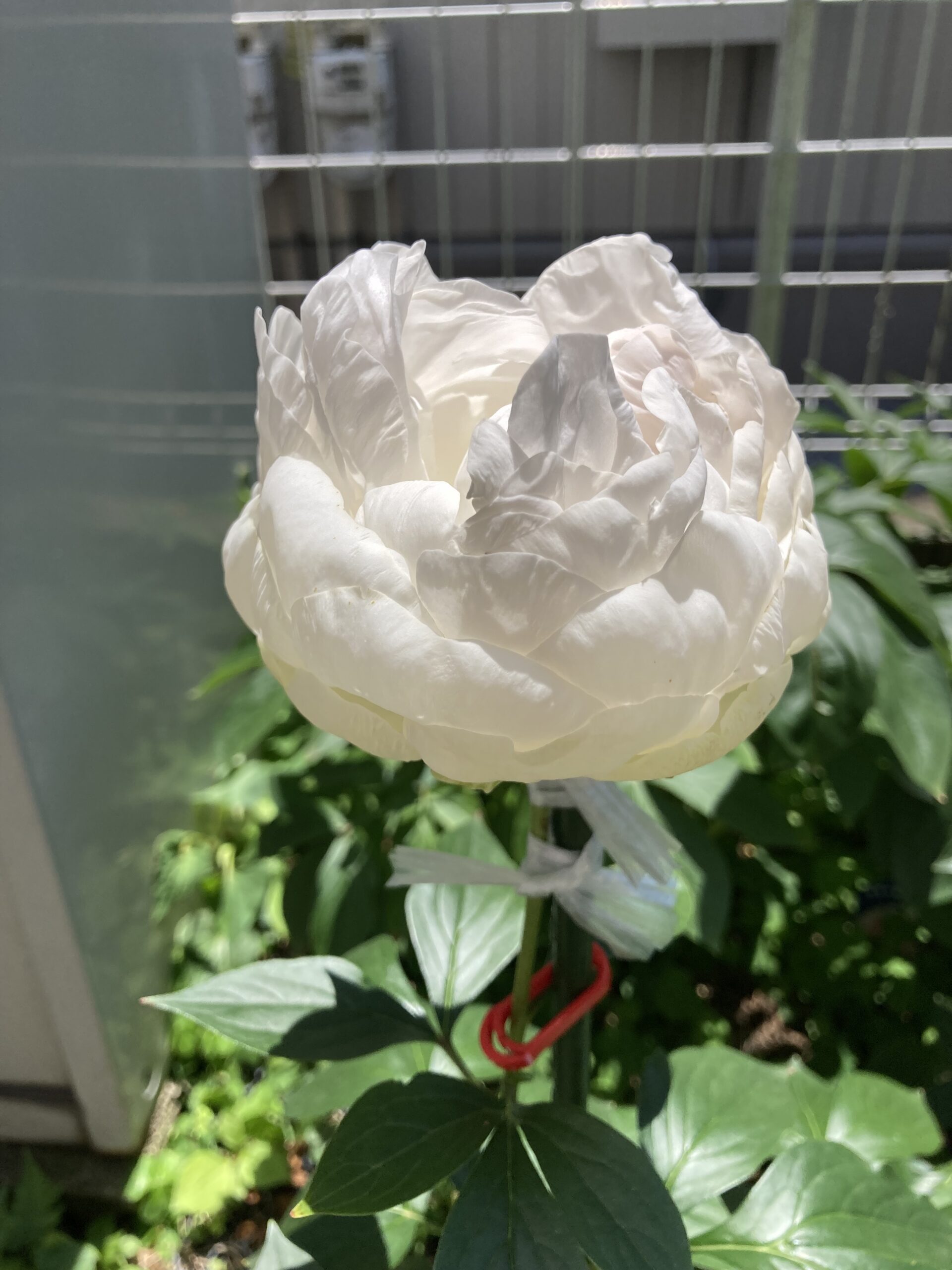 2025.5.28撮影