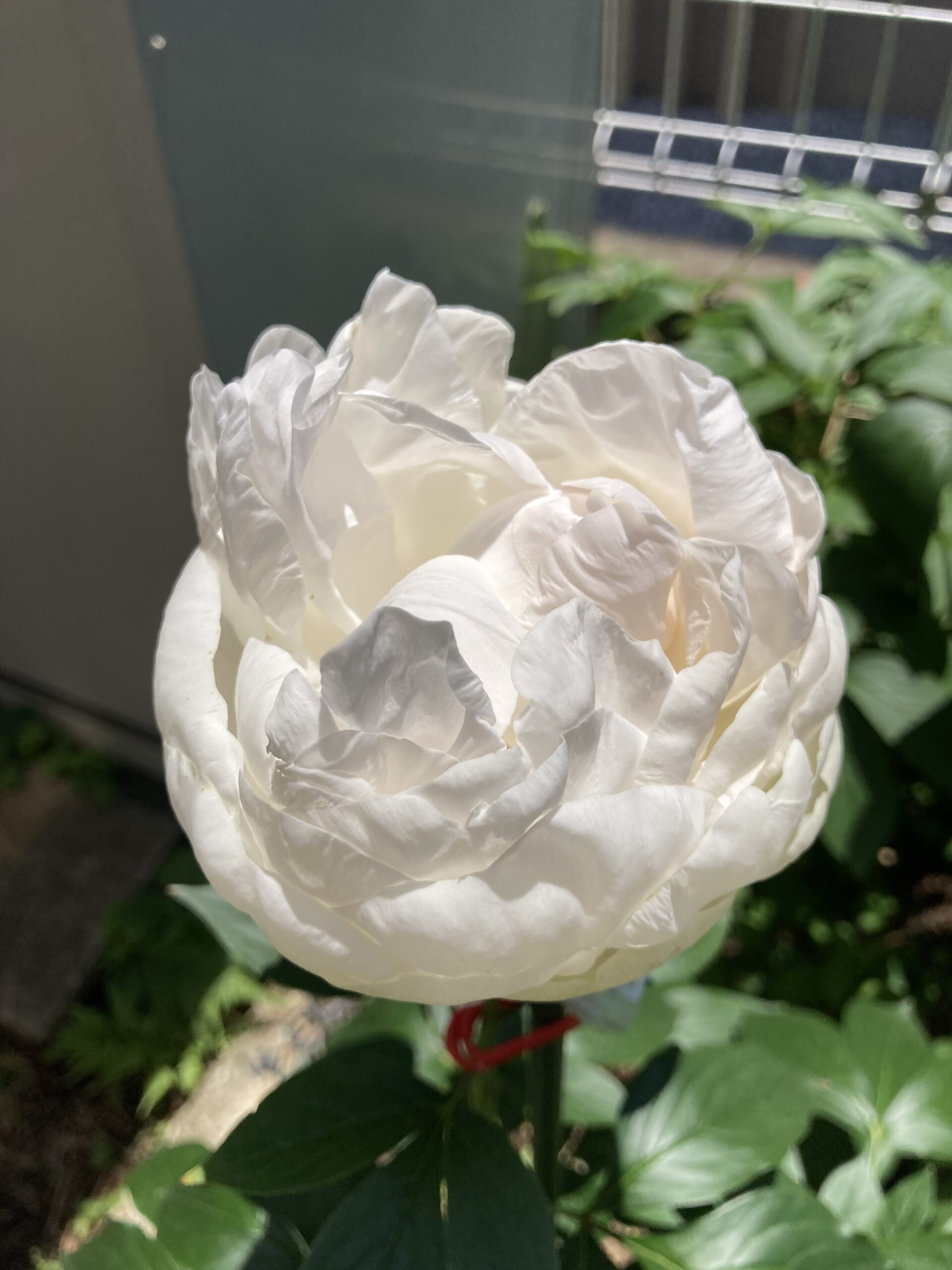 2025.5.28撮影