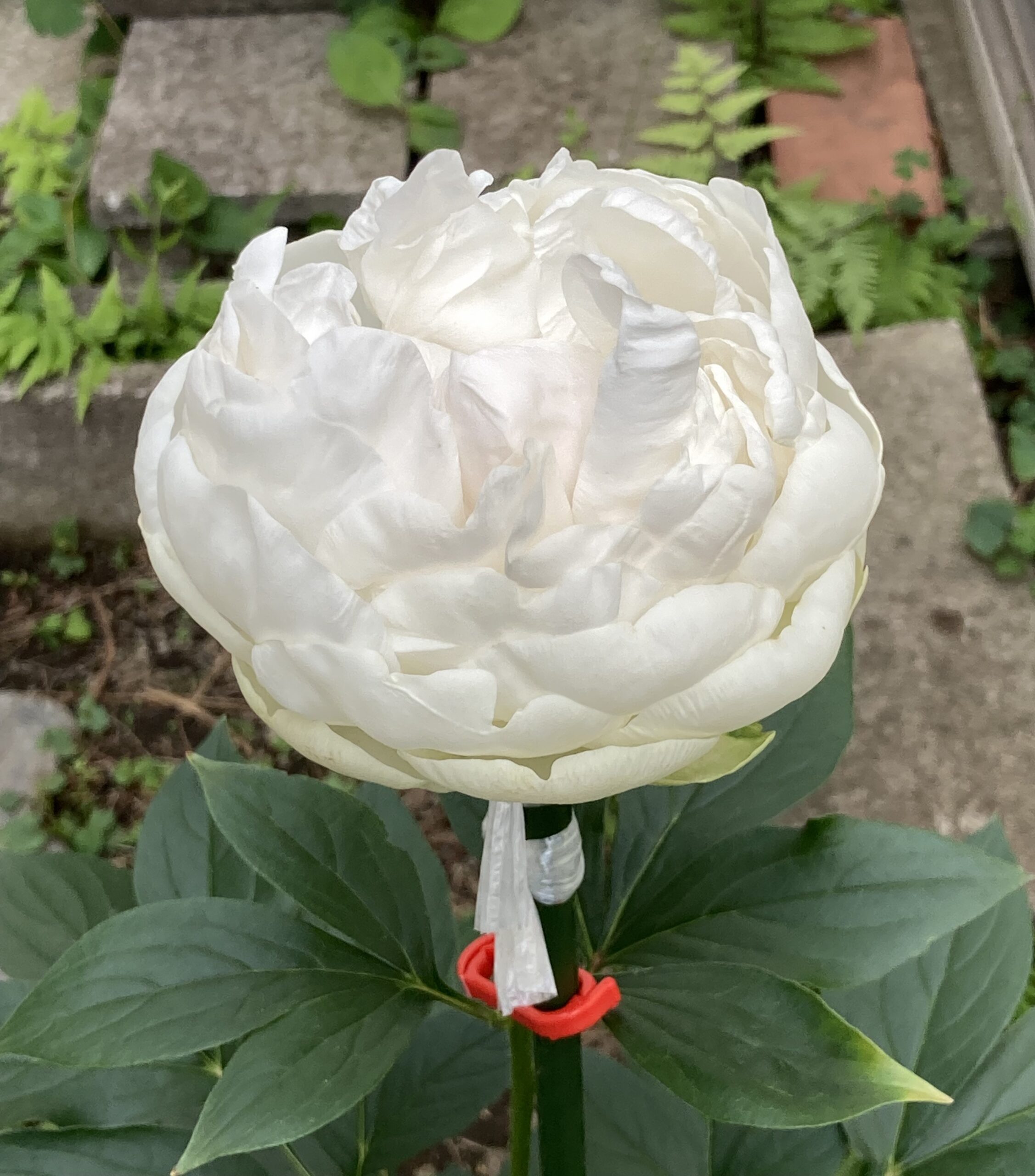 2025.5.28撮影