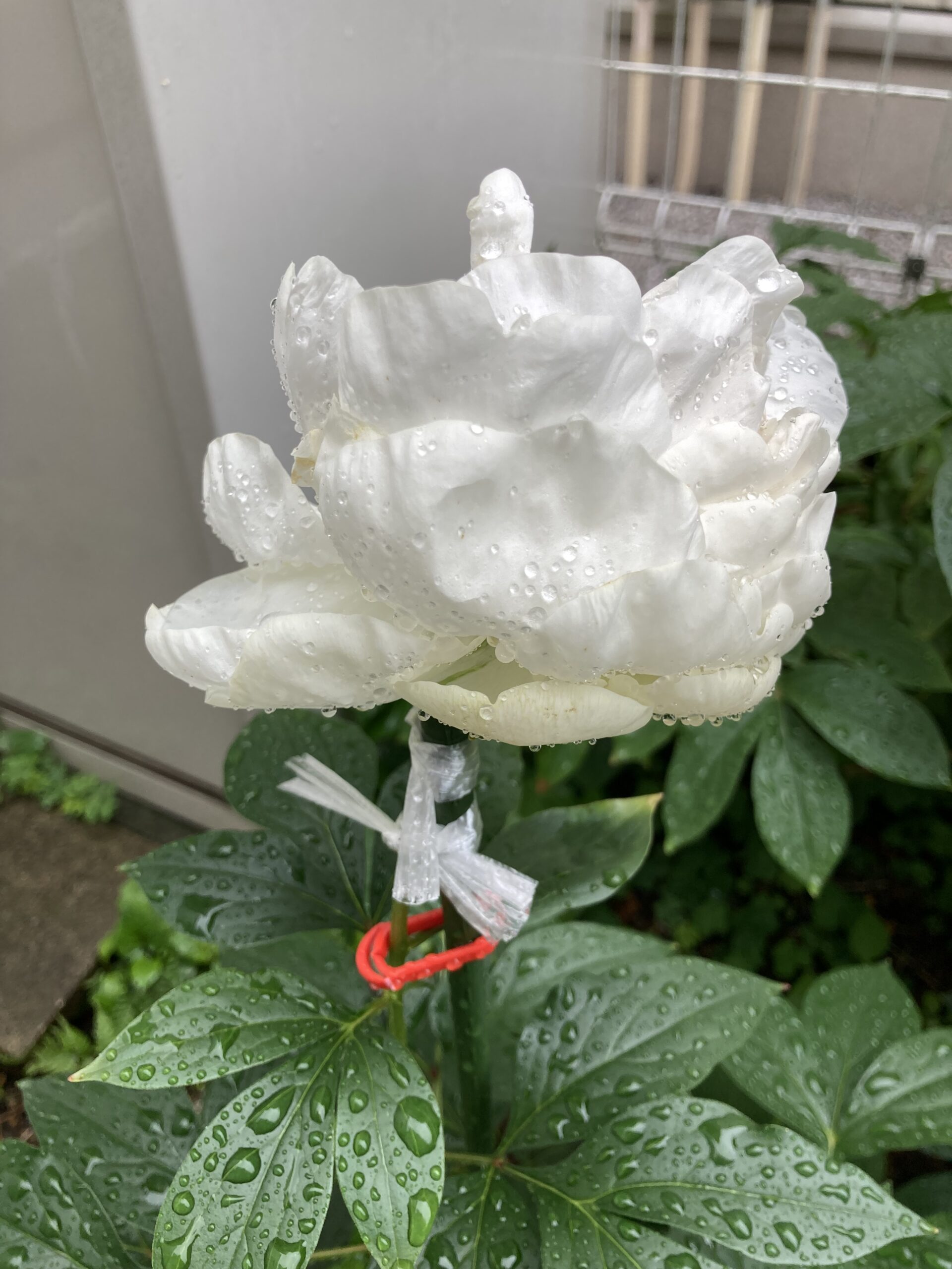 2025.5.30撮影