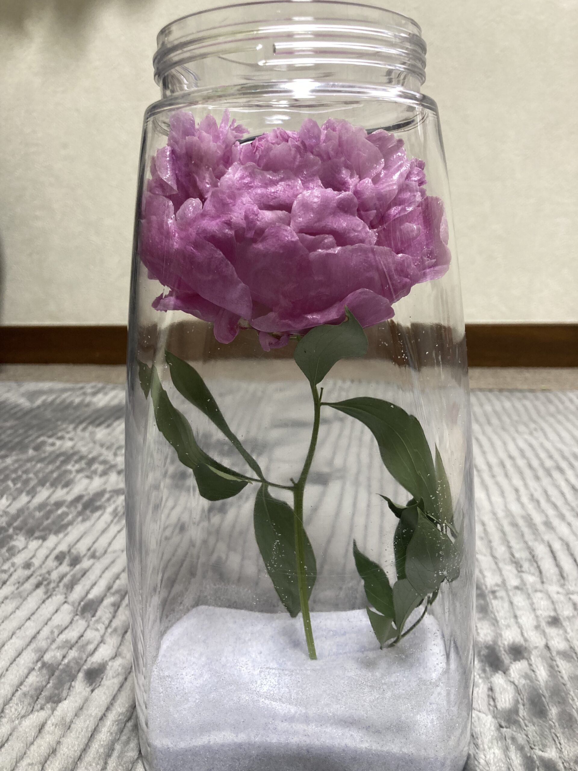 もう少し茎を切って短くすれば、花が下がっていいのだろうが、葉っぱを切らざるを得なくなるため断念。ギリギリの位置だ。