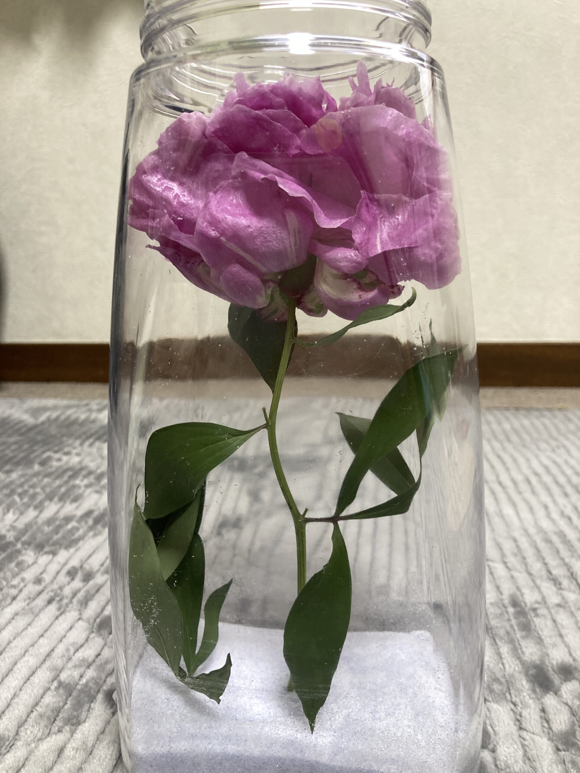 花の裏面。潰れているので正面とは随分イメージが異なる。