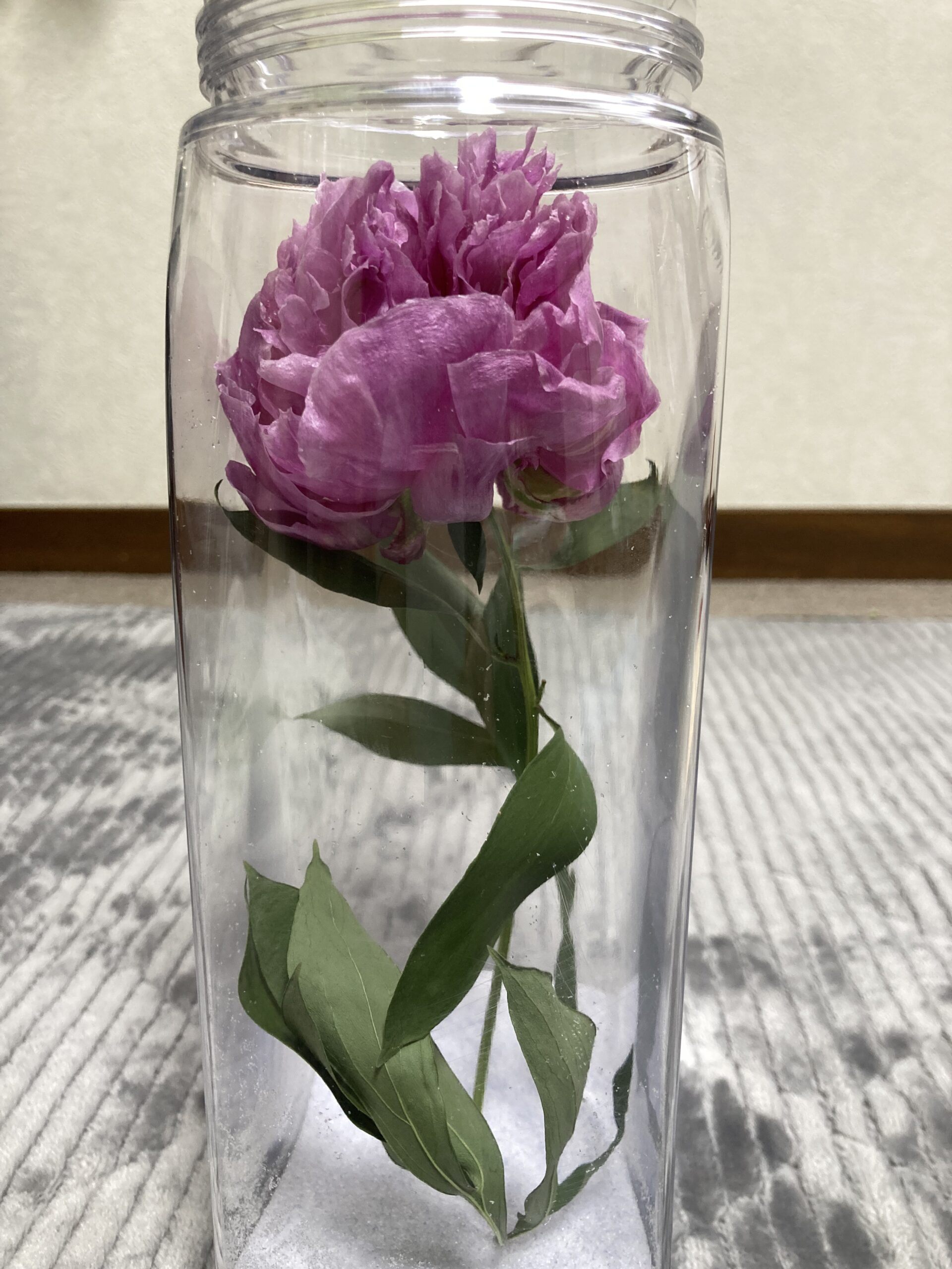 右真横から撮影。こちらから見てもそれほどペチャンコには見えない。