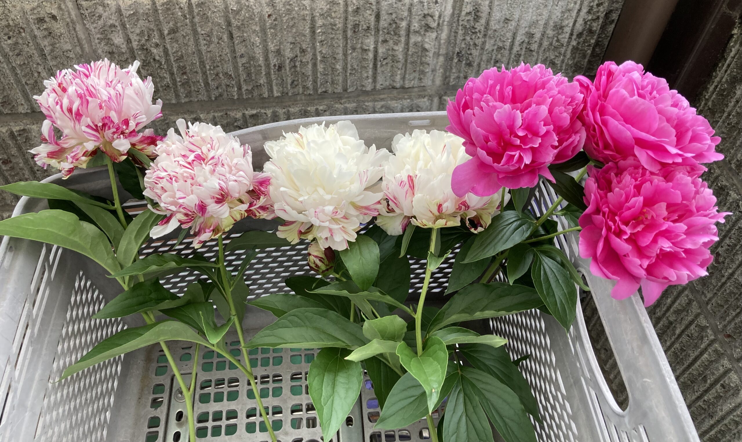 自転車の籠に立てた。左側の4本は全て麒麟丸。麒麟丸の花は小振りなのだが、夕映の花の大きさが分かる。この3輪は一本の茎に咲いているものだ。