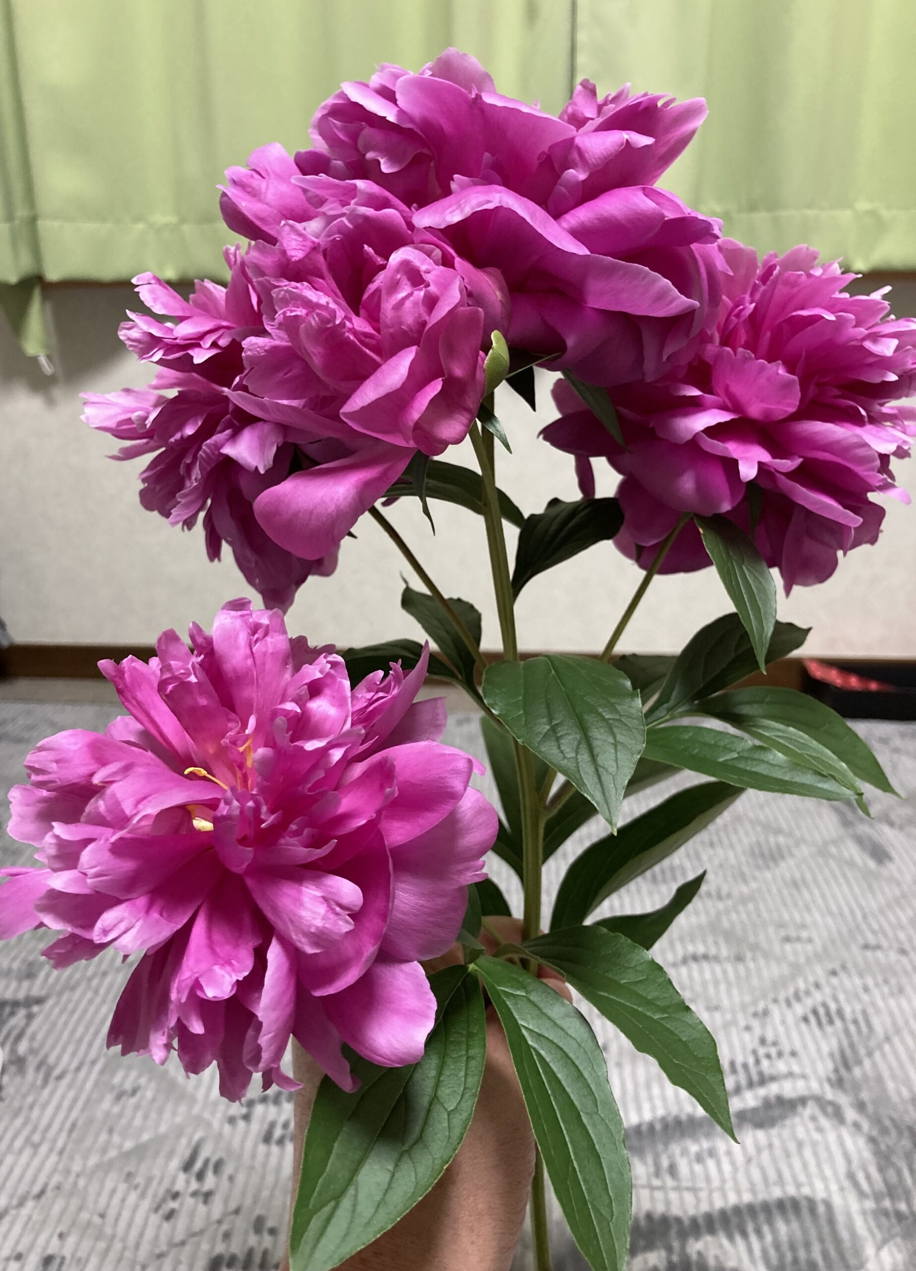 例の手前の蕾は開花したが、先に開花していた花々は、少し痩せてしまった。広がり過ぎとなってしまった。
