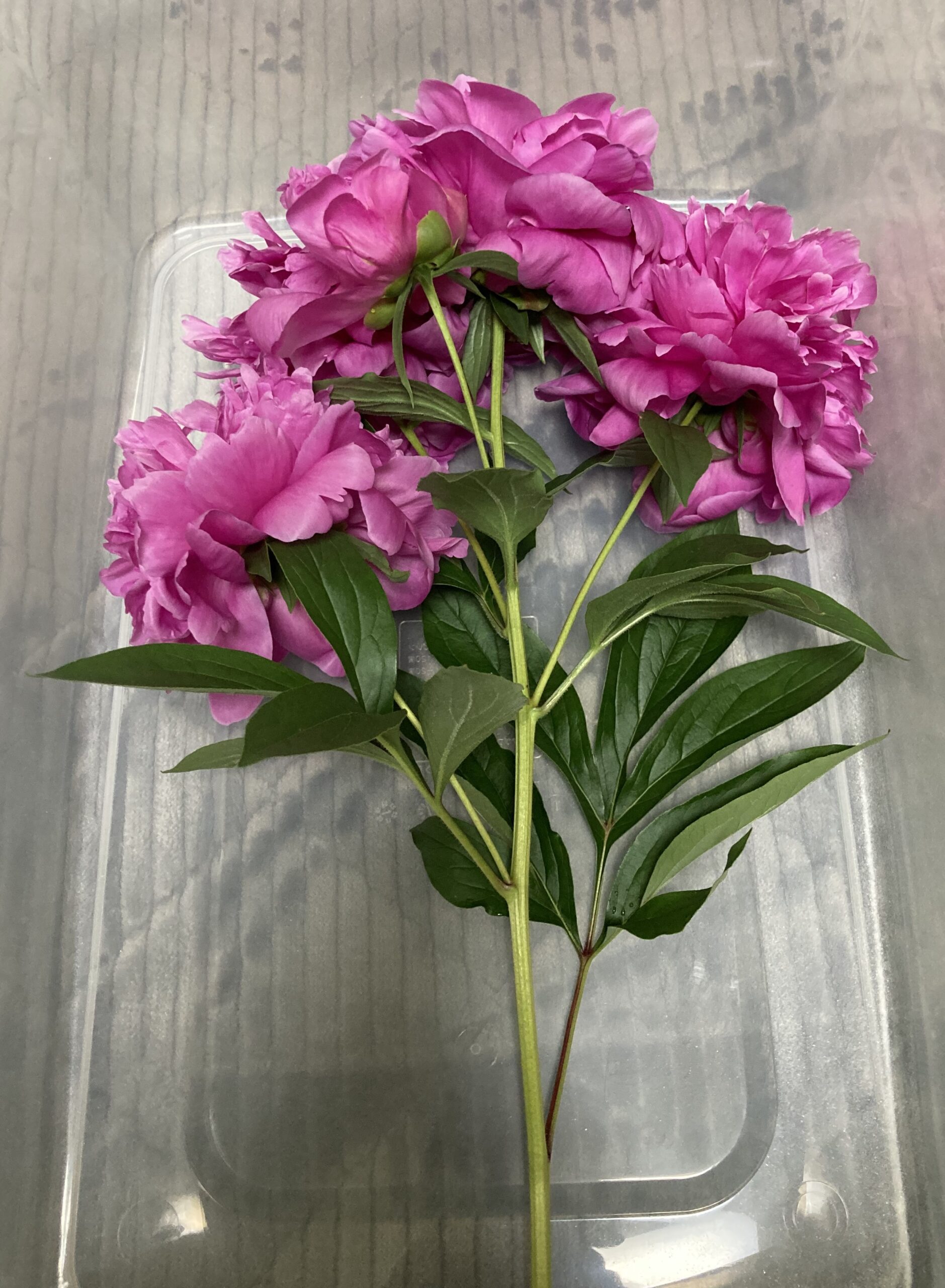これをそっくりそのままシリカゲルに漬け込む。しかも花が潰れないようにしないとならない。かなり困難な作業。