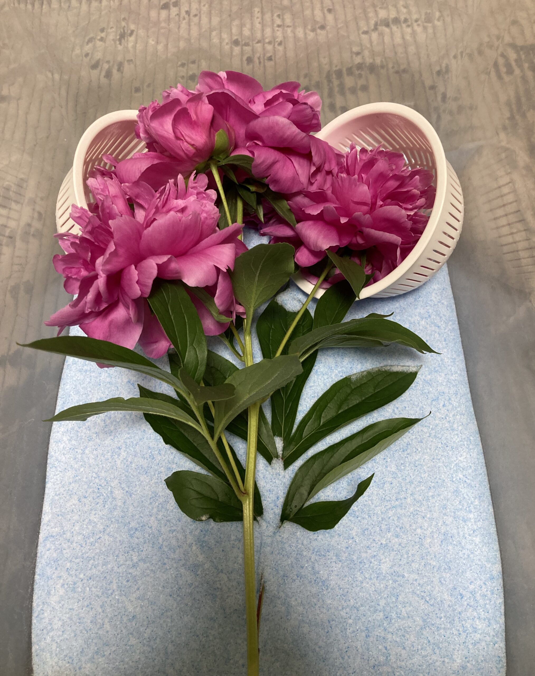 例の水切りザルは2つだけ用いることに。一番下になる花が2つあるため、その2つをザルで受ける。それ以外の花はうまくシリカゲルを下に埋め込めば、浮いた状態で漬け込めた。