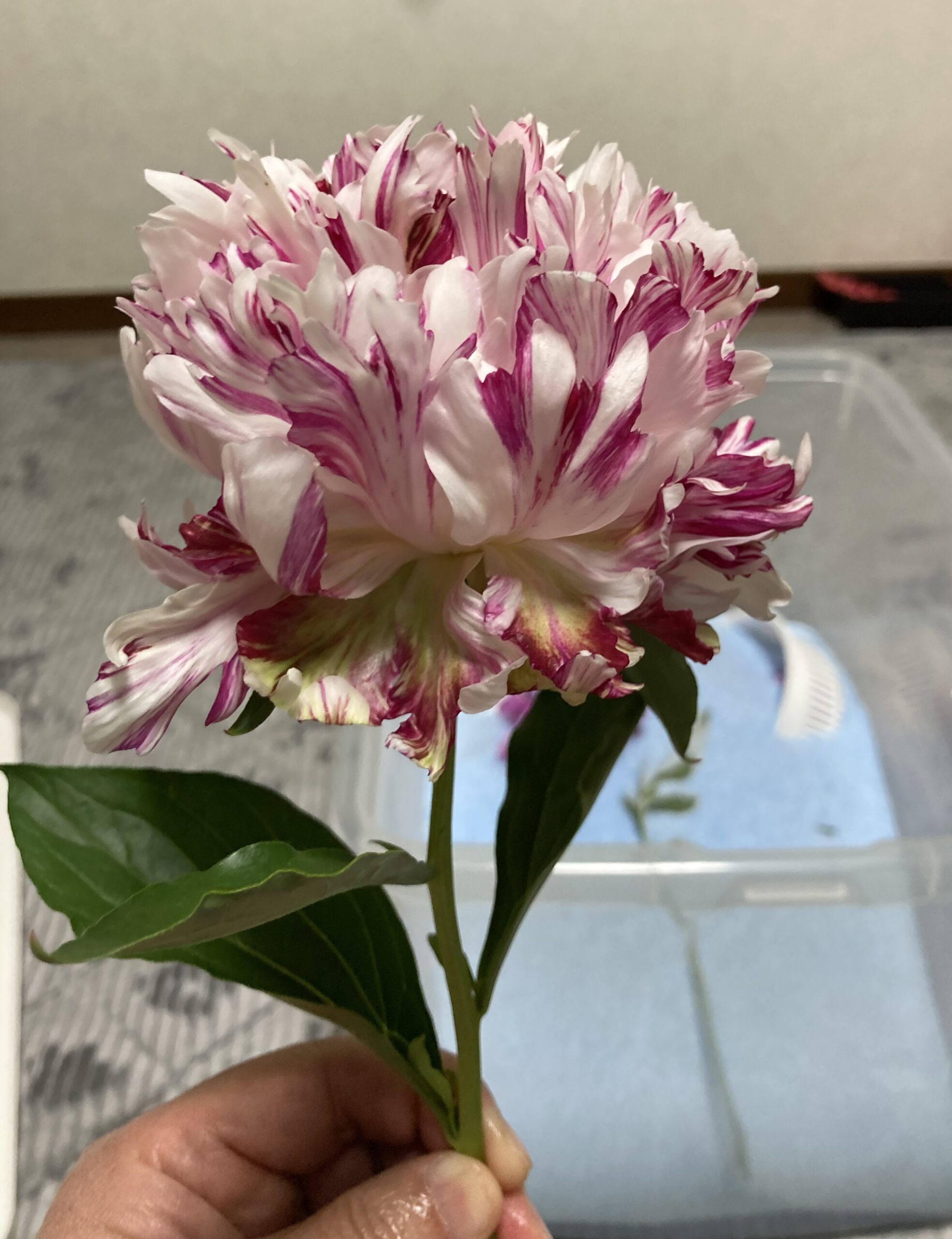 シリカゲルに漬け込む直前の写真②。