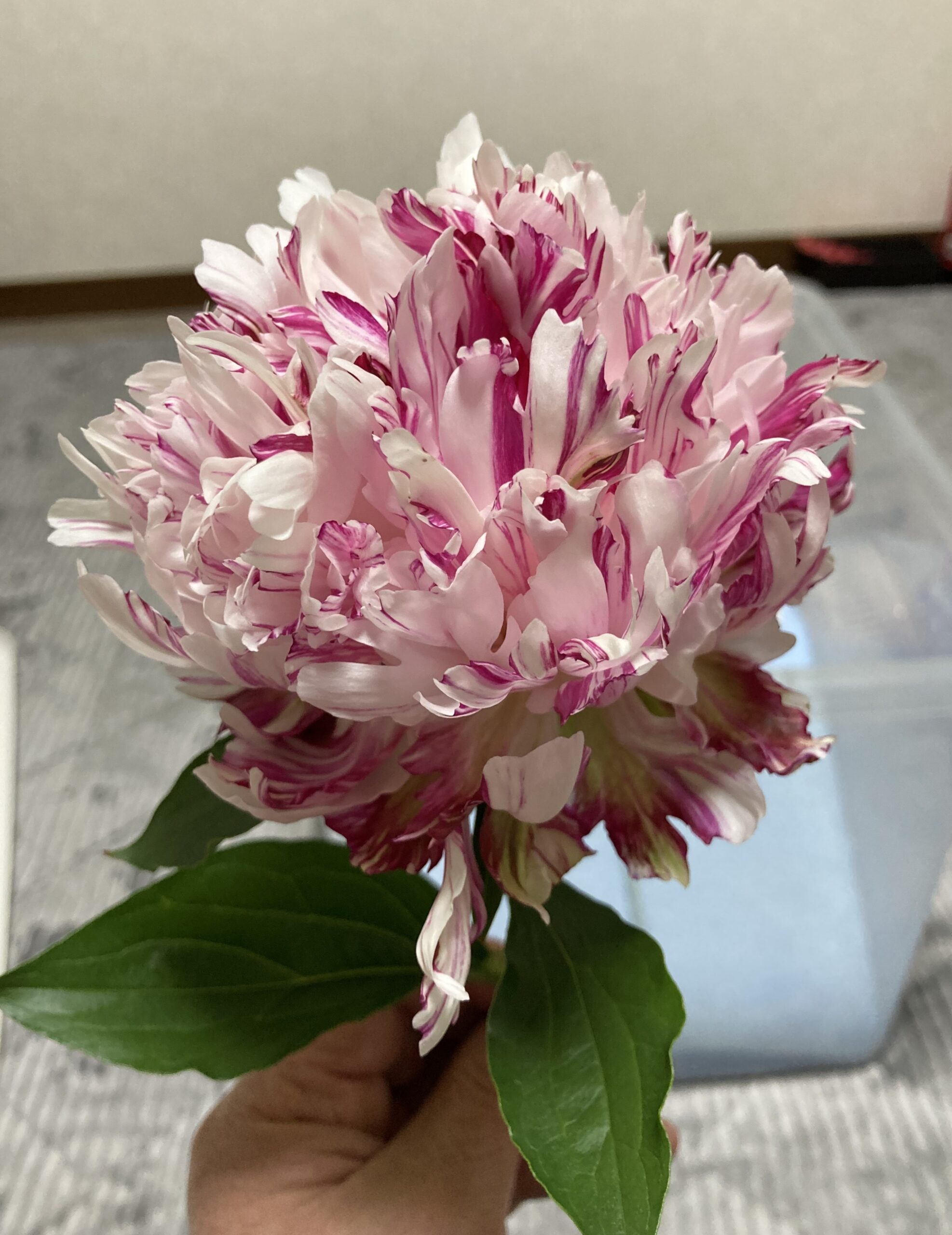 シリカゲルに漬け込む直前の写真①。