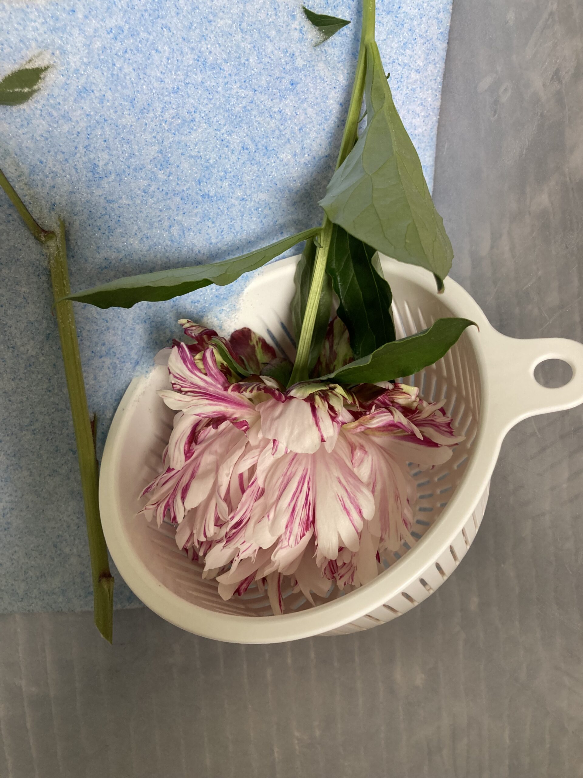 麒麟丸は小振りなので、水切りザルに花全体がスッポリと入ってしまう。