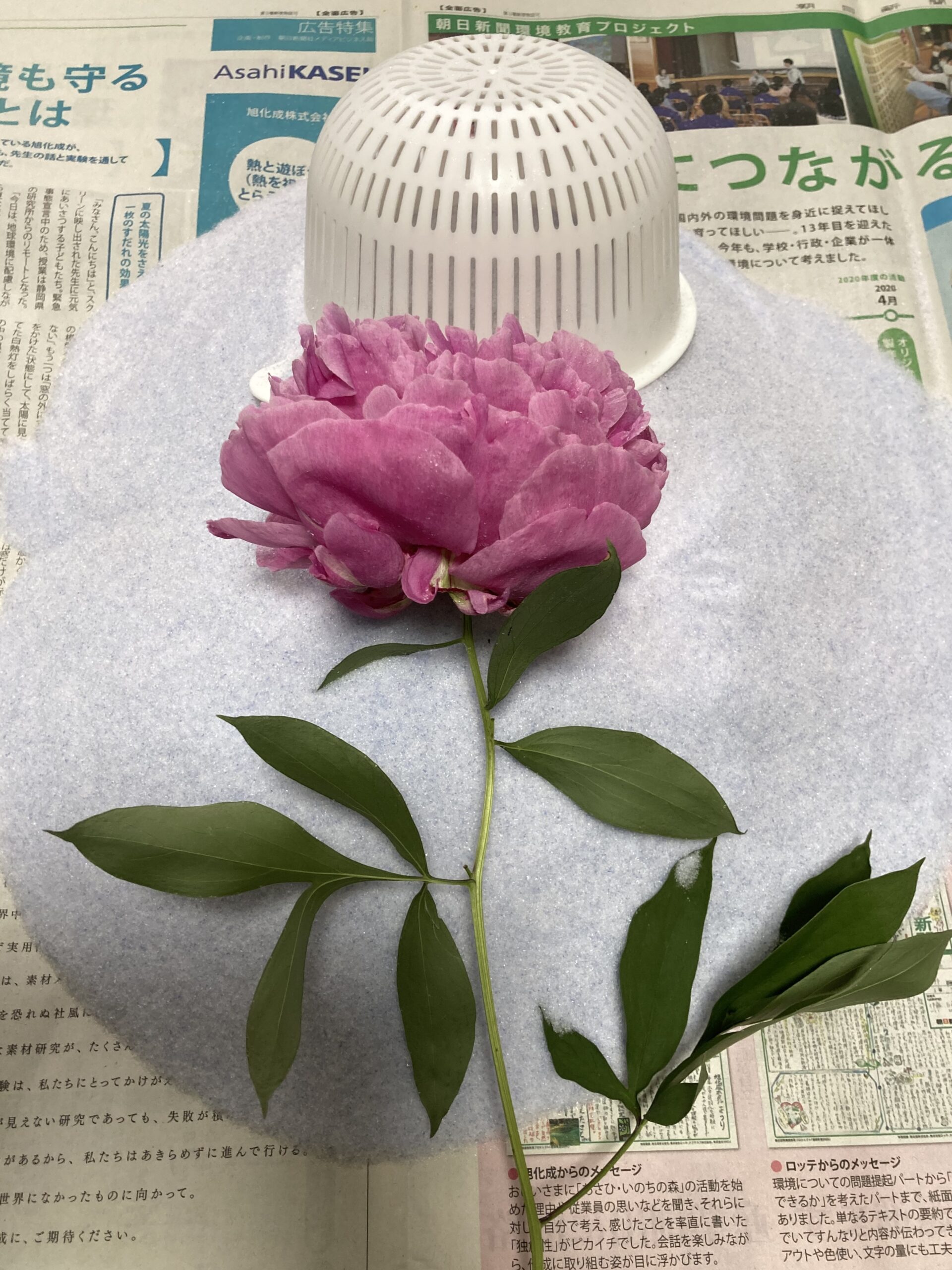 ダイソーの水切りザルの形状と深さが良く分かる。ちなみに手前はアレックスフレミングのドライフラワー。最初の実験の際の写真。
