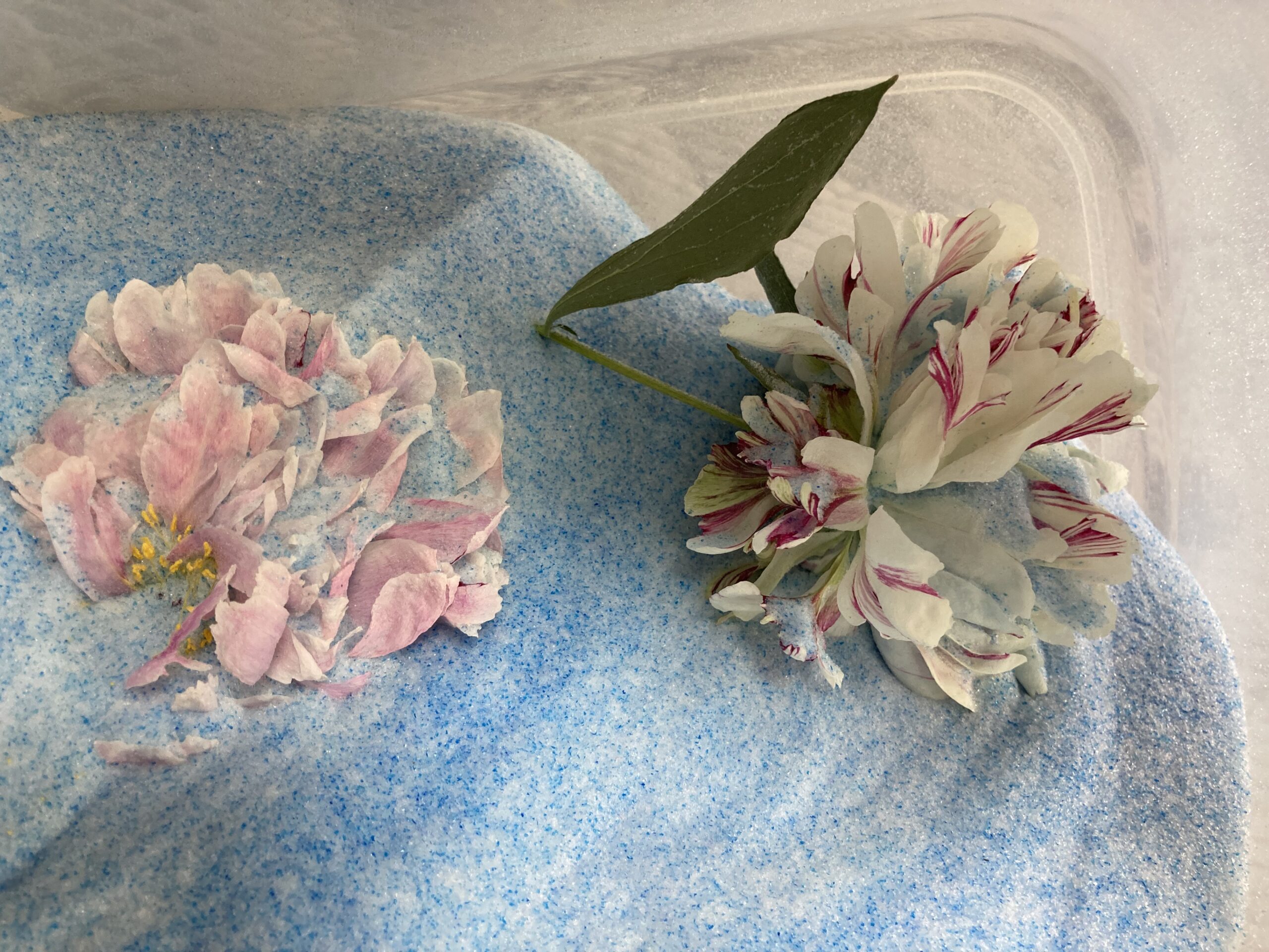 更に姿を現してきた。左手は花だけをドライにしたサラベルナール。