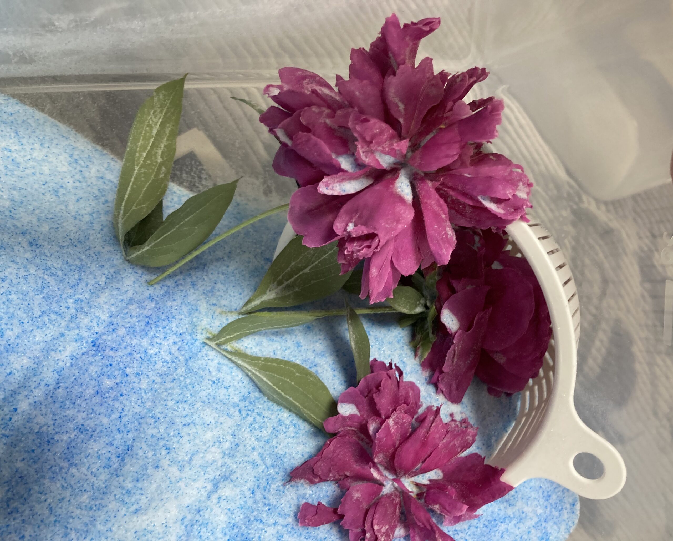 水切りザルをあてがわれていた下側の花も姿を現した。緑色の葉っぱも美しい。