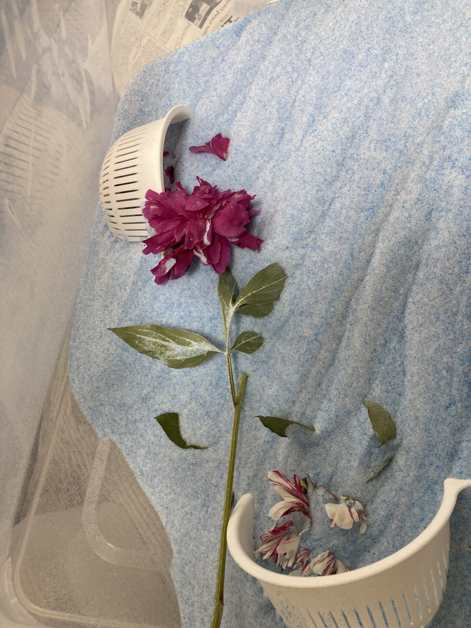 一番上の1輪が姿を現したが、ここから全体を引き上げるのは難しい。
