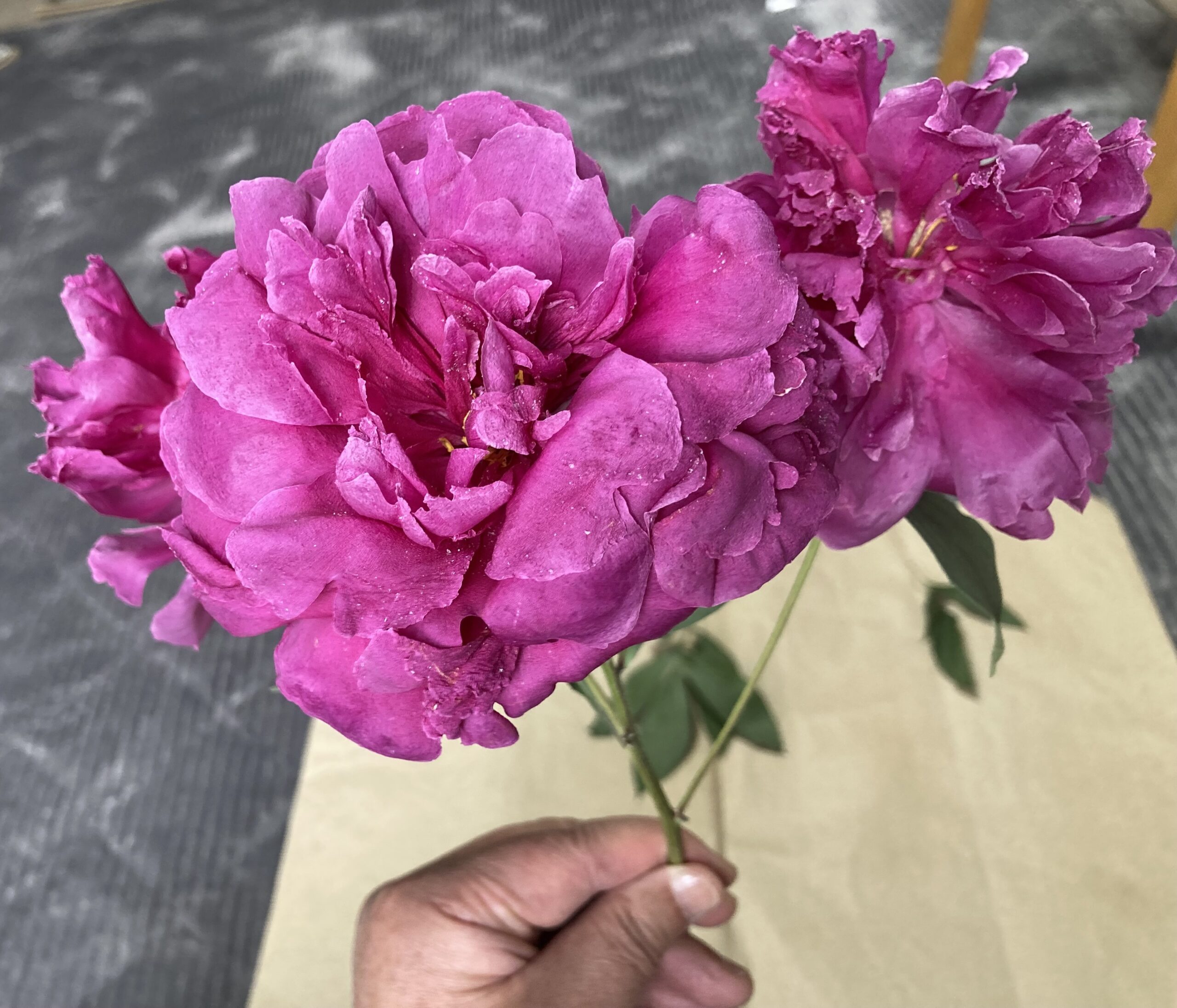 シリカゲルから取り出した直後は、花の花弁のあちこちにシリカゲルが付いている。これを落とすのもコツがいる。あまり激しぐ振り払うと花弁が落ちてしまう。とにかく慎重に、細心の注意で優しく扱う必要がある。