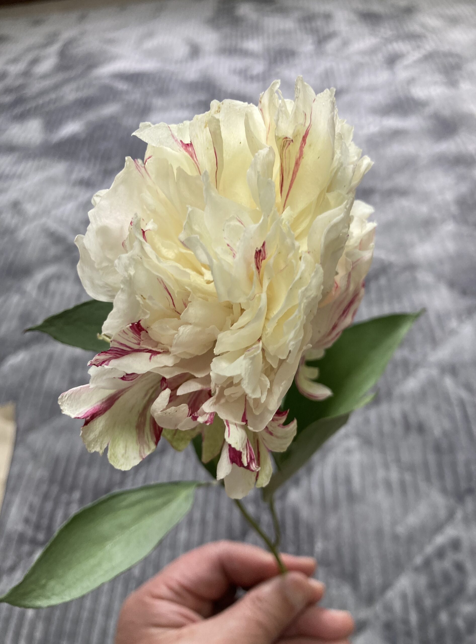 横から写すと見事に潰れている。ザルなしだとこうなってしまう。