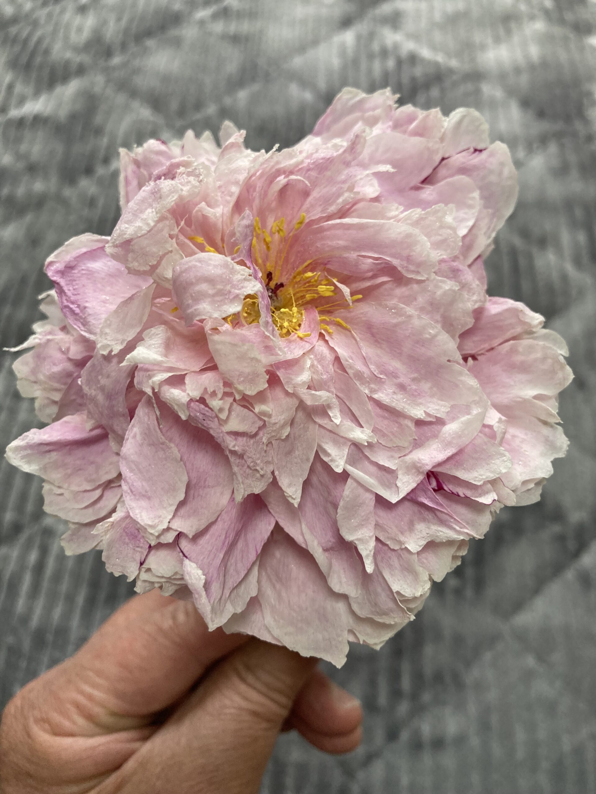 サラベルナールの花部分だけのドライフラワー。シリカゲルに真っすぐ水平に置いたのに上手く作れなかった。
