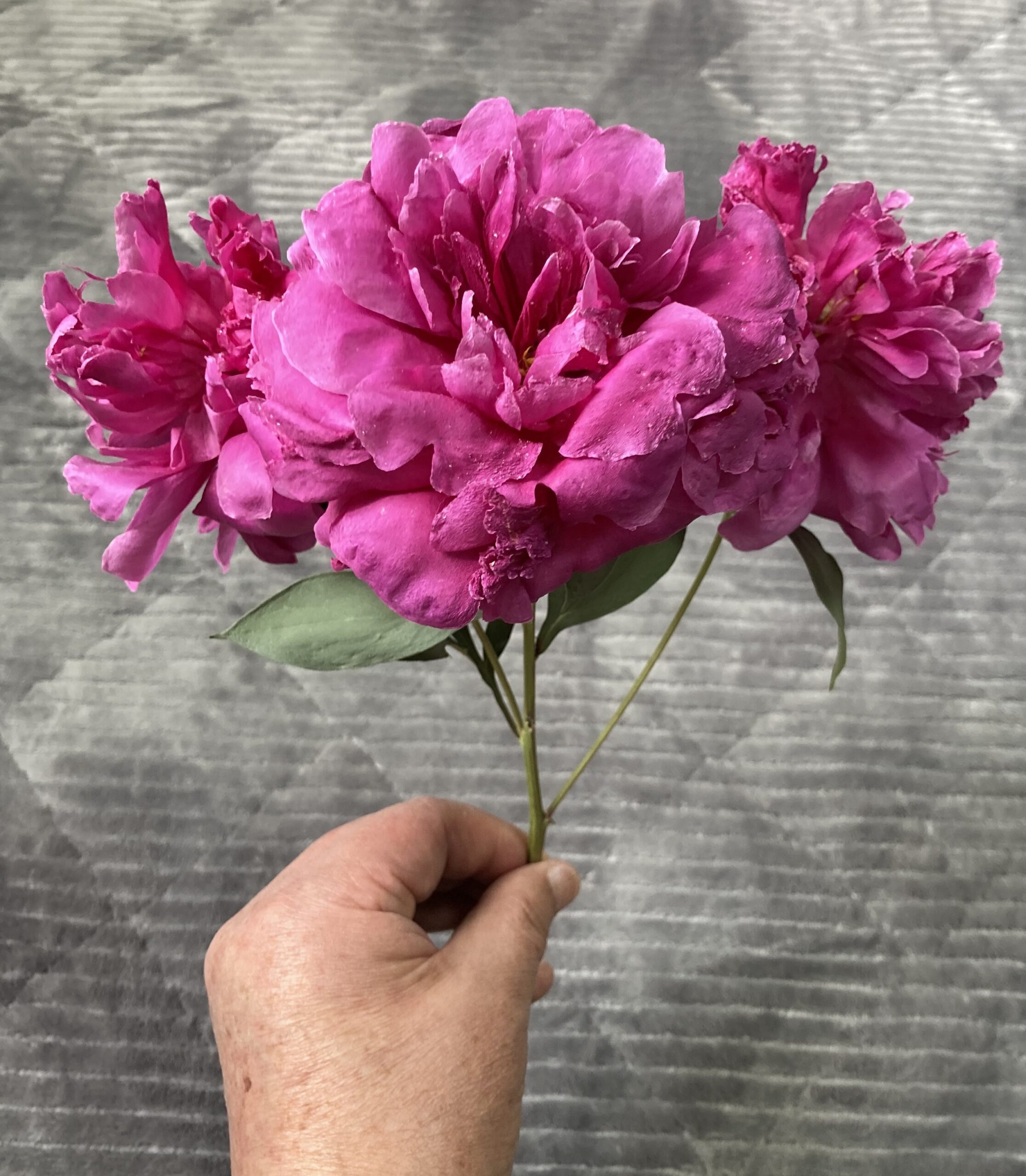 この手前の花が、一番下になっていたもの。全く潰れていないことに驚嘆。これは水切りザルのおかげ。見事に元の花の姿を留めている。