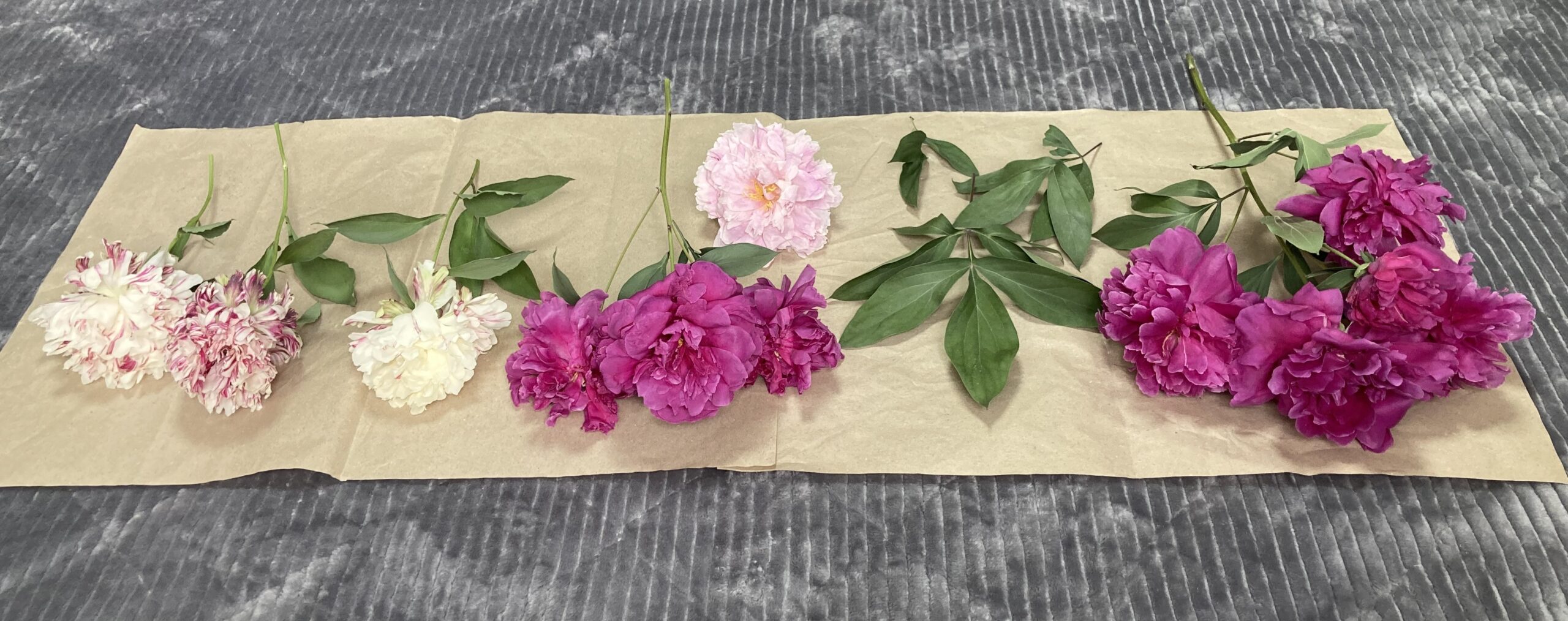 真ん中にある花だけのものはサラベルナール。暴風で首から折れてしまったもの。ドライフラワーにしたが、はやり花だけでは様にならない。